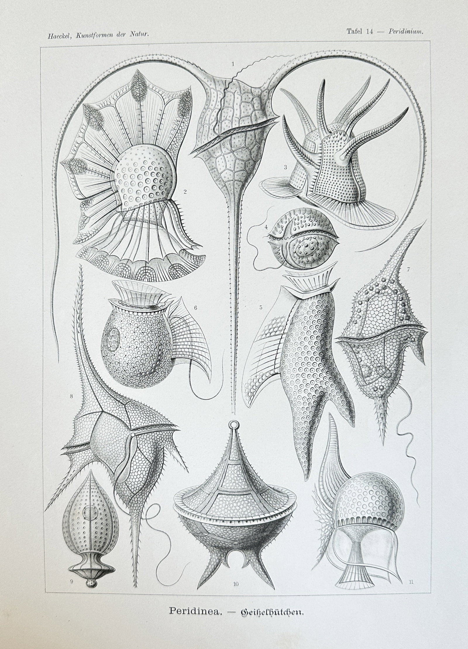 Ernst Haeckel (1834–1919) – Peridinea (Dinoflagellates) – Lithograph (c. 1899-1904): This scientifically precise and visually captivating lithograph by Ernst Haeckel, titled "Peridinea (Dinoflagellates)," is Plate 14 from his monumental work, Kunstformen der Natur (Art Forms in Nature