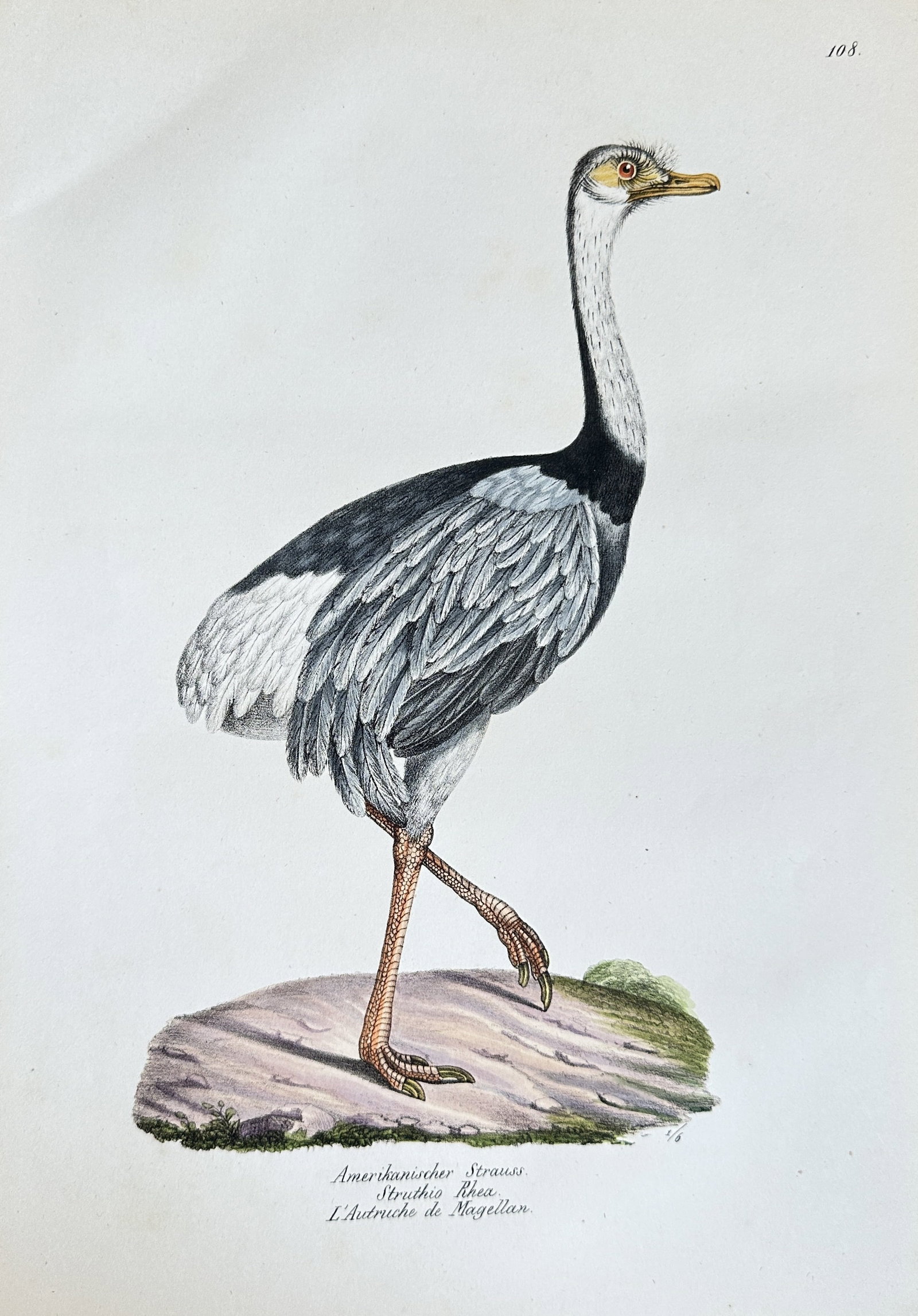 Carl Joseph Brodtmann – Rhea (American Ostrich) – Hand-colored Lithograph (c. 1833-1835) (1 of 3)