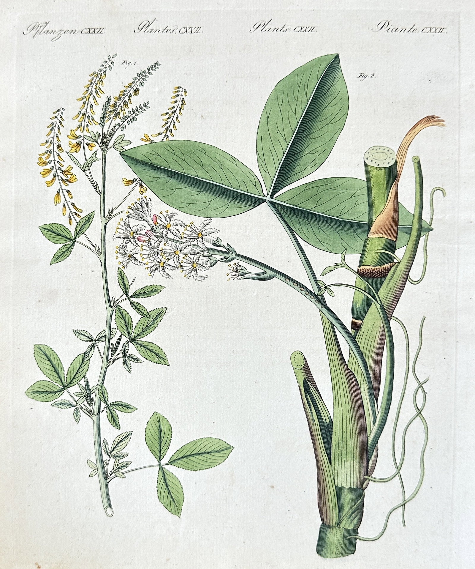 Friedrich Justin Bertuch (1747–1822) – Botanical Studies of Plants (Plate 22) – Hand-colored (1 of 3)