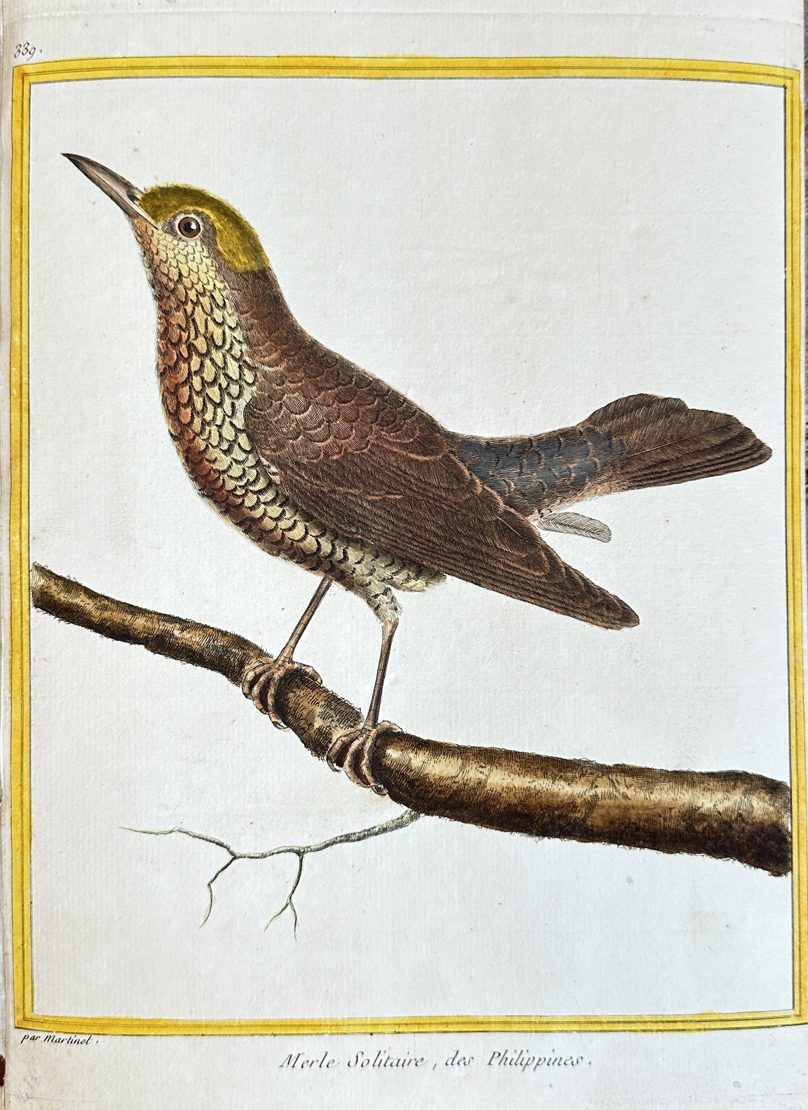 François Nicolas Martinet (c. 1731–1800) – Philippine Solitary Thrush – Hand-colored: This exquisite hand-colored engraving by François Nicolas Martinet, titled "Philippine Solitary Thrush," showcases a detailed depiction of a solitary thrush species native to the Philippines. The bir