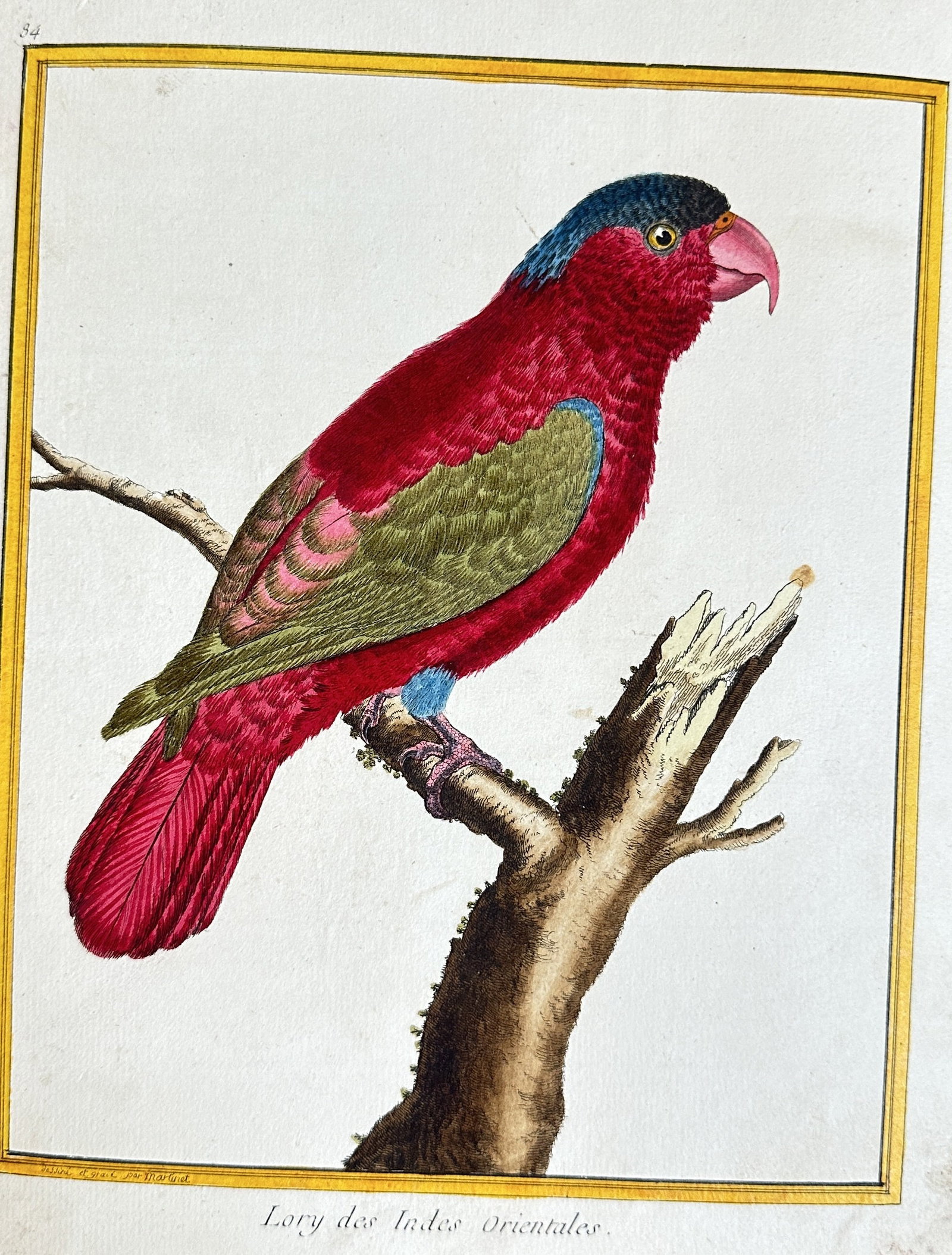 François Nicolas Martinet (c. 1731–1800) – Lory from the East Indies – Hand-colored Engraving (1 of 3)