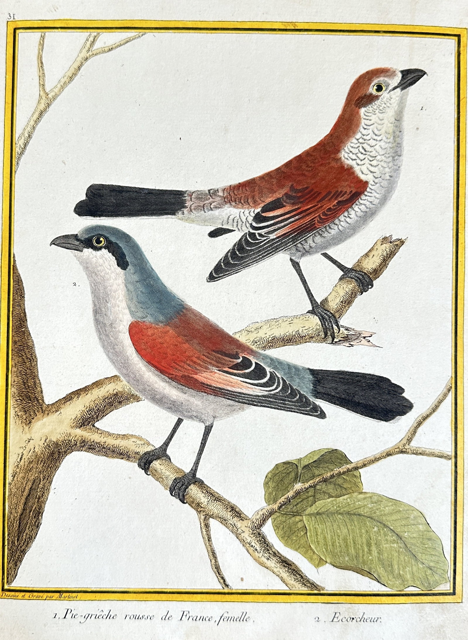 François Nicolas Martinet – Red-backed Shrike and Great Grey Shrike – Hand-colored Engraving (1 of 3)