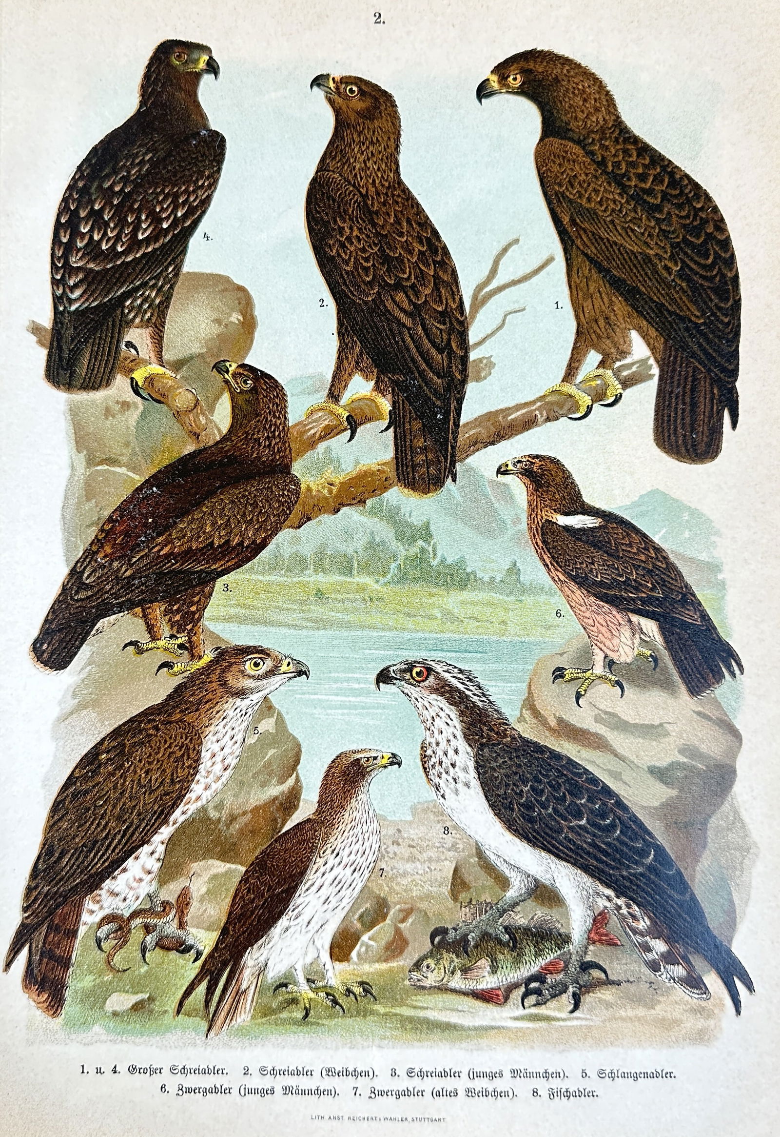 Friedrich Specht – Greater Spotted Eagles, Short-toed Snake Eagles, and Ospreys – (1 of 3)