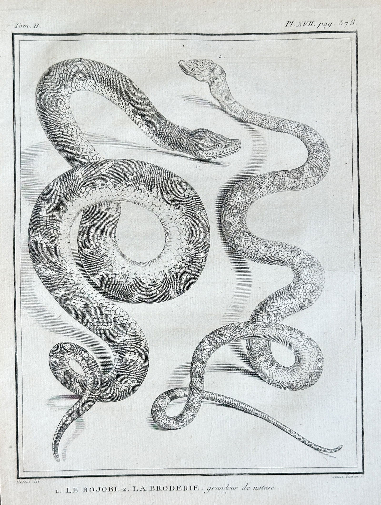 Jacques de Sève (fl. 1742–1788) – Bojoobi and Broderie Snakes – Copperplate Engraving (1789) (1 of 3)