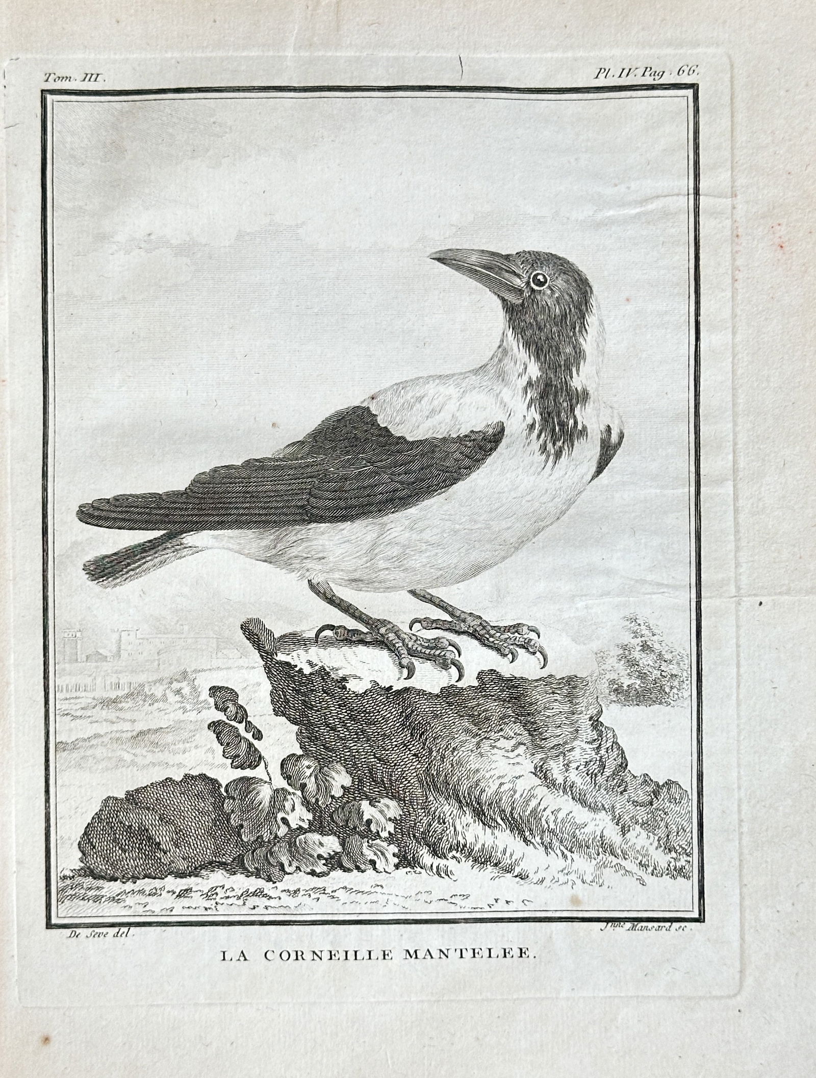 Jacques de Sève (fl. 1742–1788) – The Hooded Crow – Copperplate Engraving (1774) (1 of 3)