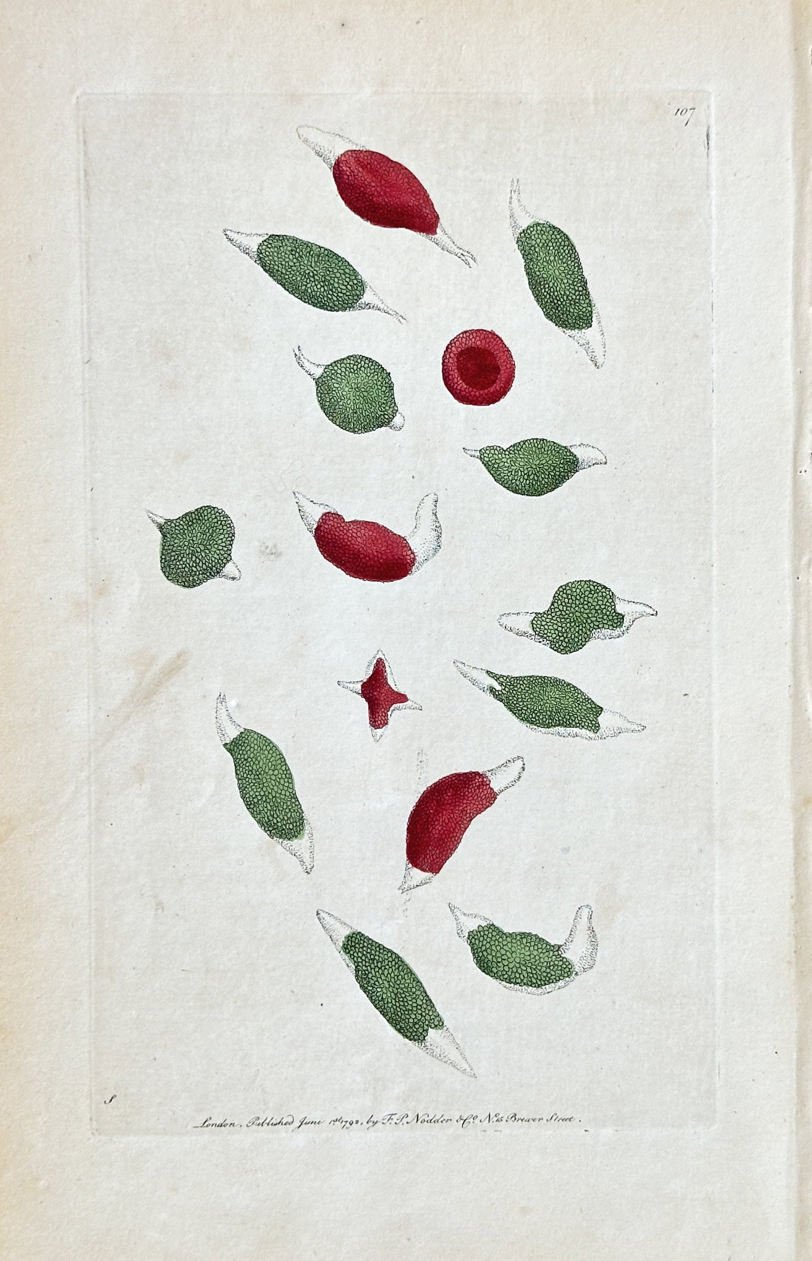 Frederick Polydore Nodder – Microscopic Biological Forms (Red and Green): This intriguing hand-colored stipple engraving by Frederick Polydore Nodder, titled "Microscopic Biological Forms (Red and Green)," presents a series of magnified biological structures. The print disp