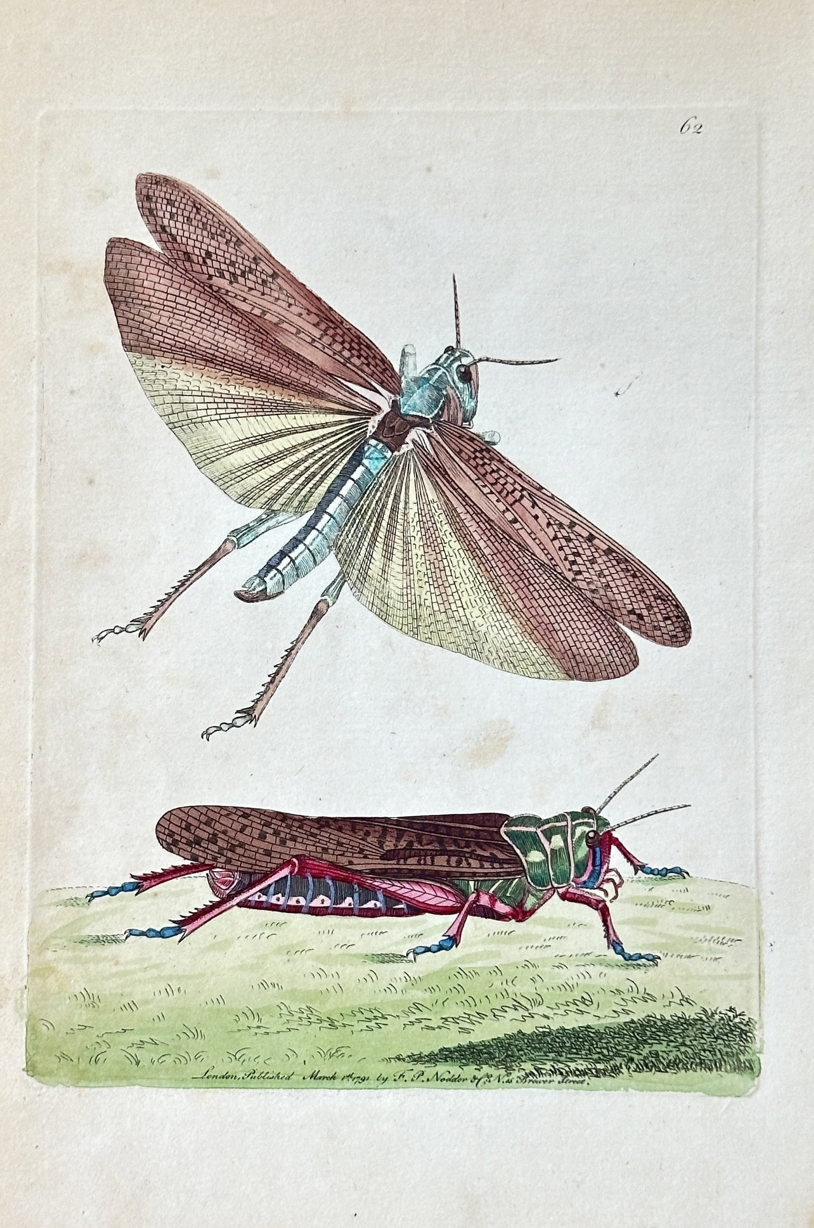 Frederick Polydore Nodder – American Locusts (Plate 62) – Hand-colored Engraving (c. 1770-1800) (1 of 3)