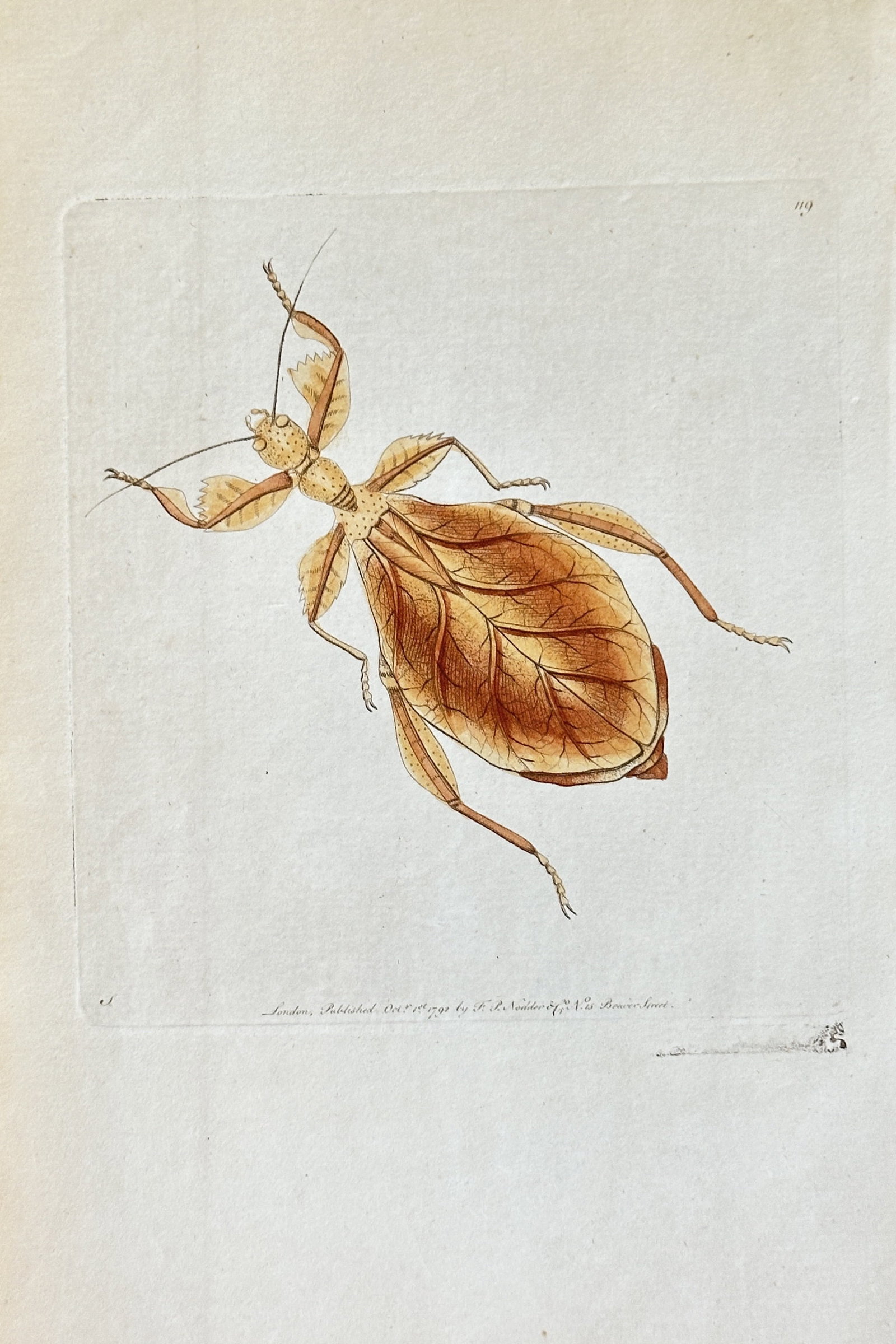 Frederick Polydore Nodder – Leaf Insect (Phyllium species) – Hand-colored Engraving (1 of 3)