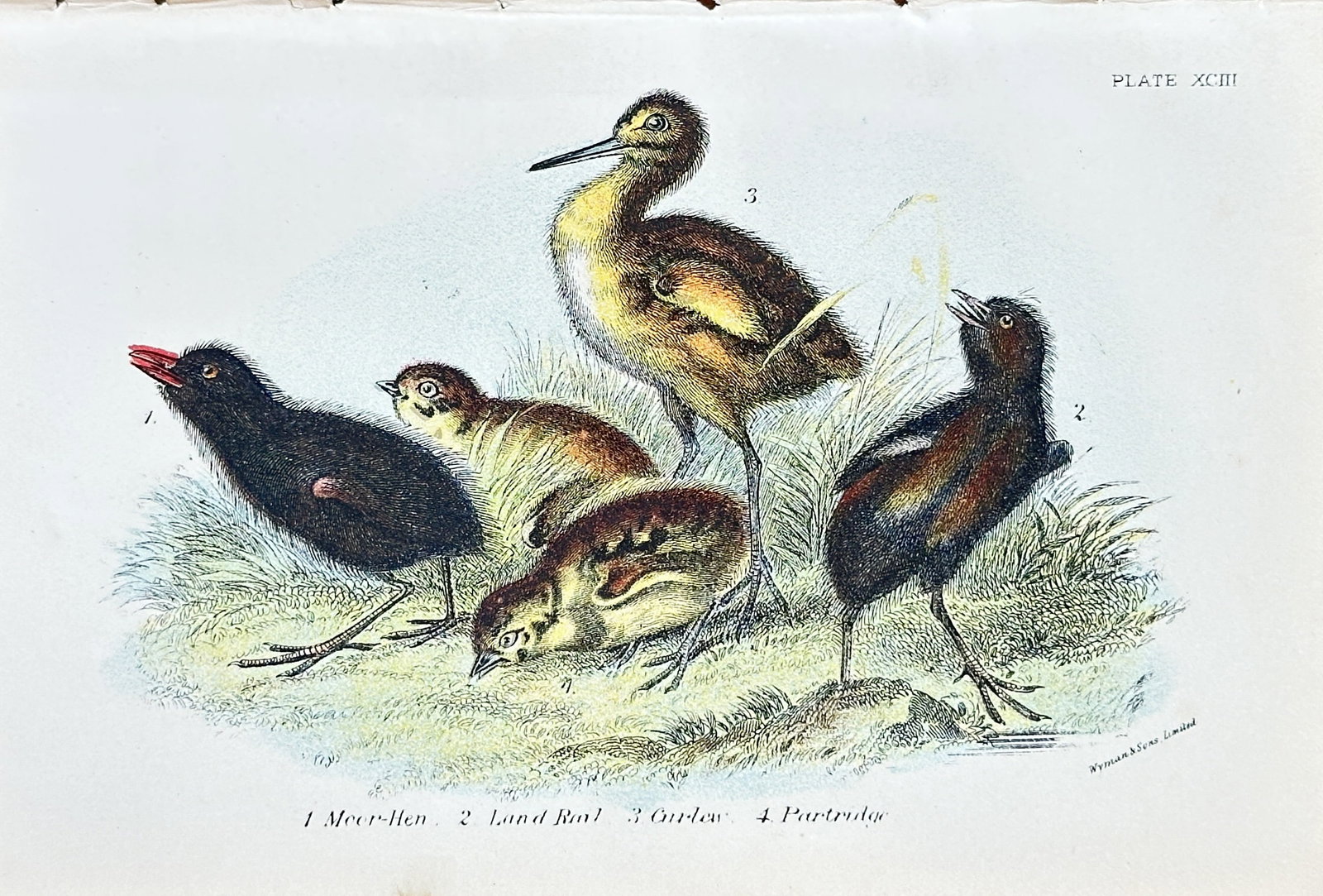 Richard Bowdler Sharpe (1847–1909) – Moorhen, Land Rail, and Juveniles – Hand-colored: This engaging hand-colored engraving by Richard Bowdler Sharpe, titled "Moorhen, Land Rail, and Juveniles," presents a lively study of various related bird species, including their young. The plate, i