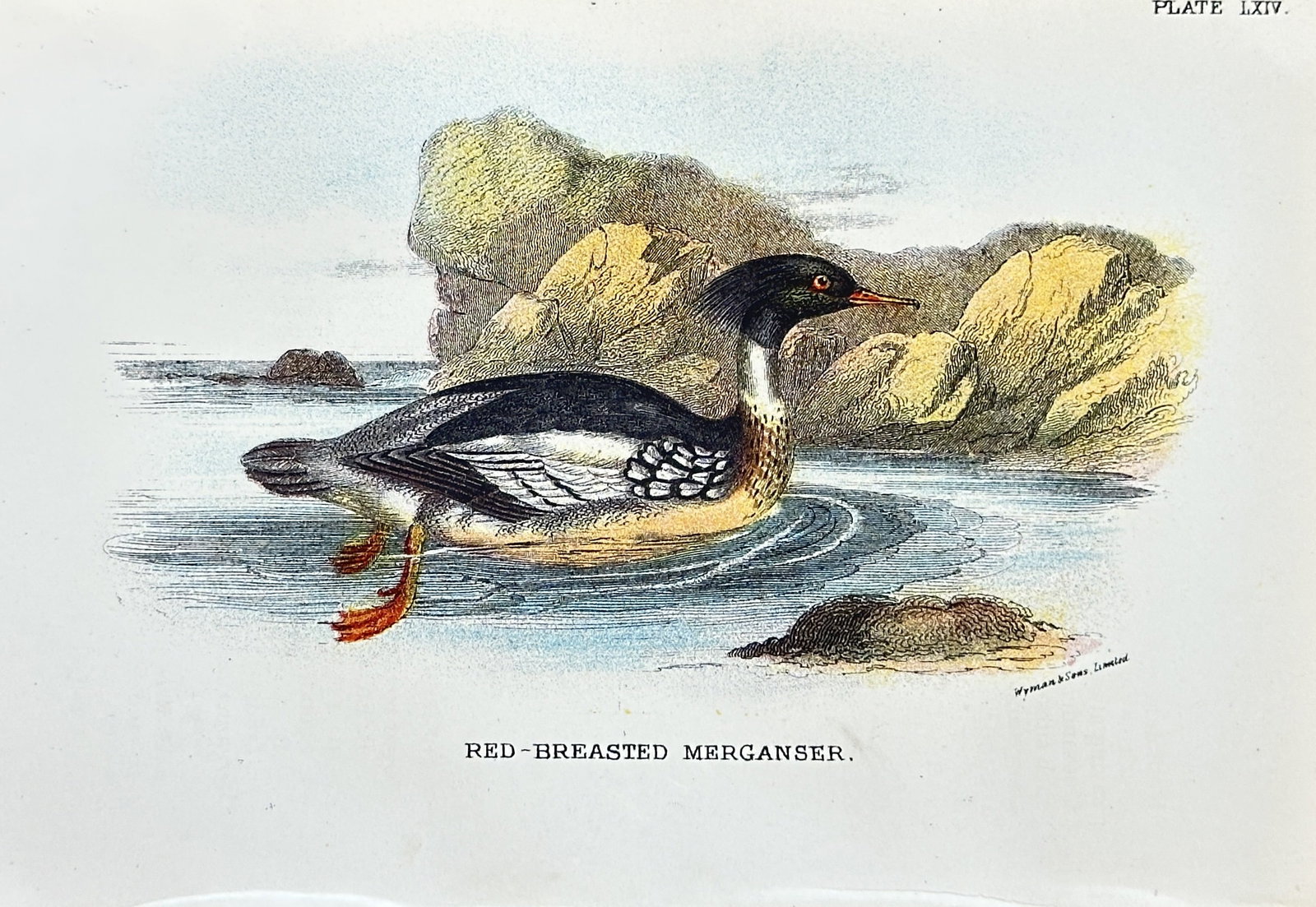 Richard Bowdler Sharpe (1847–1909) – Red-breasted Merganser – Hand-colored Lithograph (1 of 3)
