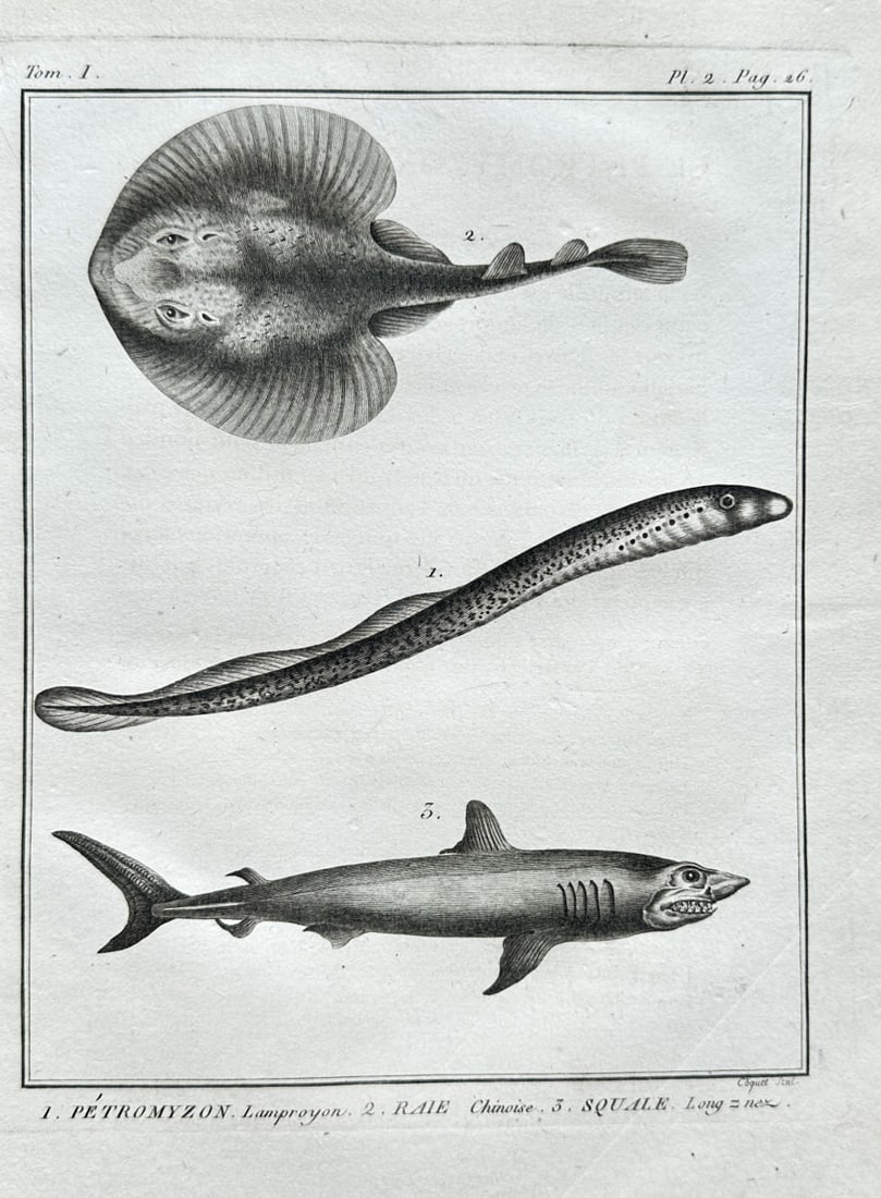 Georges Louis de Buffon – Petromyzon, Chinese Ray, and Shark from Histoire Naturelle – Engraving (1 of 3)