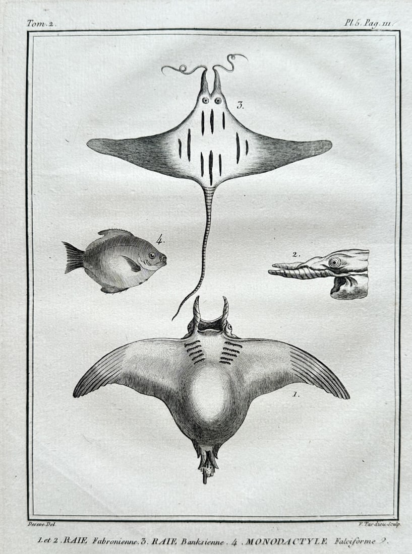 Georges Louis de Buffon – Rays and Monodactyl Fish from Histoire Naturelle – Engraving (1 of 3)