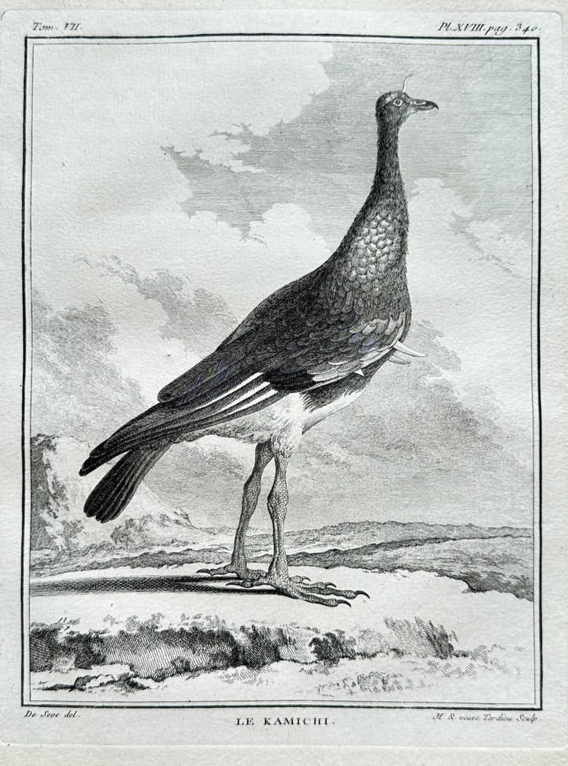 Georges Louis de Buffon – Le Kamichi (The Horned Screamer) from Histoire Naturelle – Engraving (1 of 3)