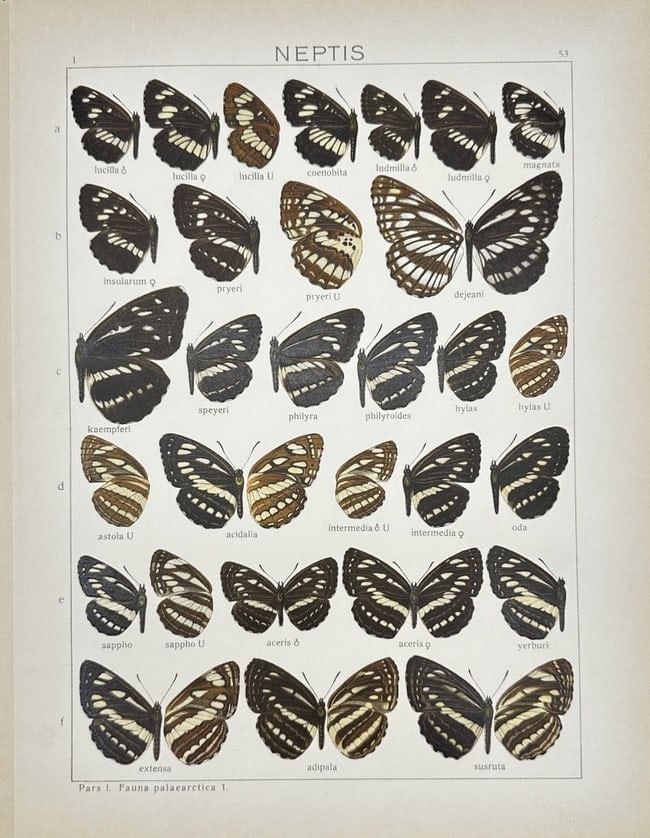 Adalbert Seitz – Eupius-Eriboea Silk Moths – Chromolithograph (1909–1915) (1 of 1)