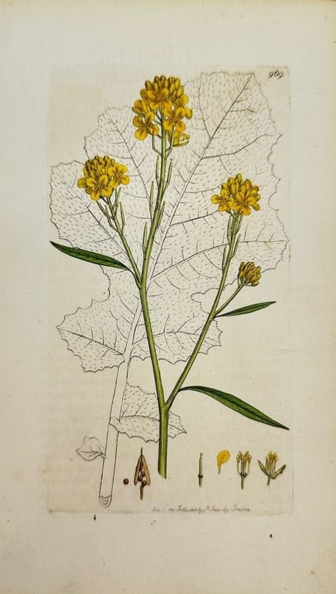 James Sowerby – Sinapis Nigra – Common Mustard – Hand-Coloured Engraving (1790–1814): Original hand-coloured engraving from James Sowerby’s English Botany or, Coloured Figures of British Plants, with their Essential Characters, Synonyms and Places of Growth, published by J. Davis in 
