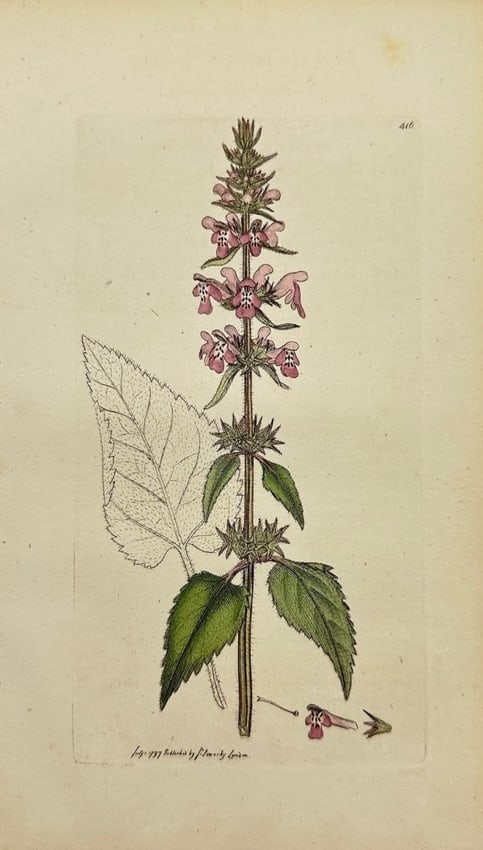 James Sowerby – Stachys Sylvatica – Hedge Woundwort – Hand-Coloured Engraving (1790–1814): Original hand-coloured engraving from James Sowerby’s English Botany or, Coloured Figures of British Plants, with their Essential Characters, Synonyms and Places of Growth, published by J. Davis in 