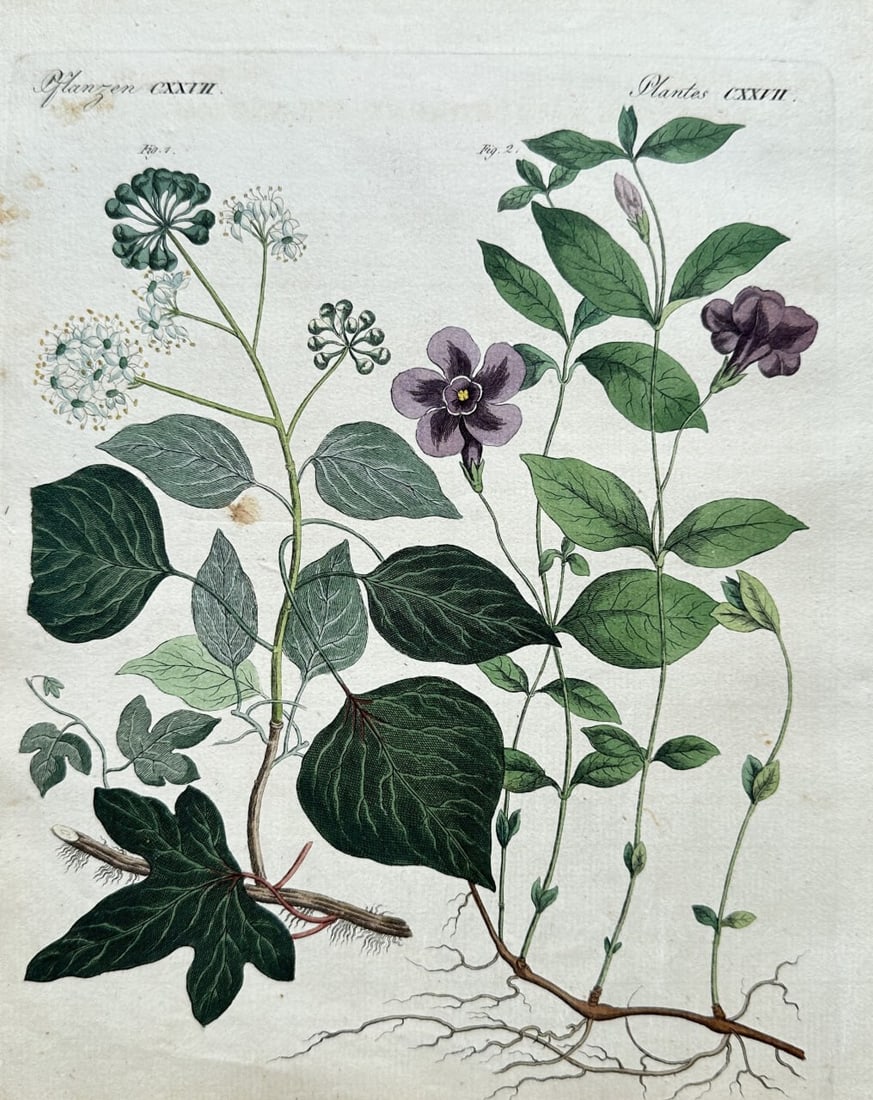 Friedrich Justin Bertuch – Common Ivy and Lesser Periwinkle (Botanical Plate CXXII) (1 of 3)