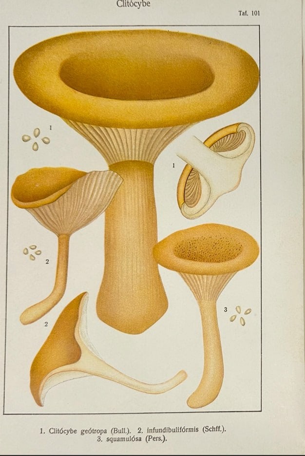 Adalbert Ricken – Fungi Plate (Clitocybe Species) - Plate 1– Chromolithographs (1915): This exquisitely detailed chromolithograph by Adalbert Ricken depicts multiple species of the genus Clitocybe, showcasing the delicate structure of mushroom caps, stems, gills, and spores. The illustr