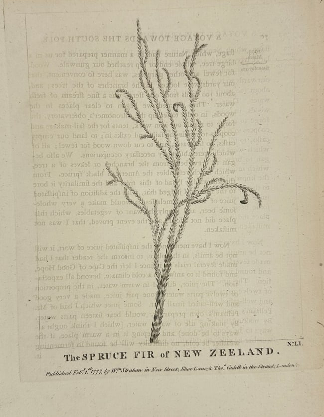 Johann Georg Adam Forster – The Spruce Fir of New Zealand – Original Copperplate Engraving: This original copperplate engraving, titled The Spruce Fir of New Zeeland, presents a botanical study of a native conifer observed during Captain James Cook’s second voyage. The illustration was dra