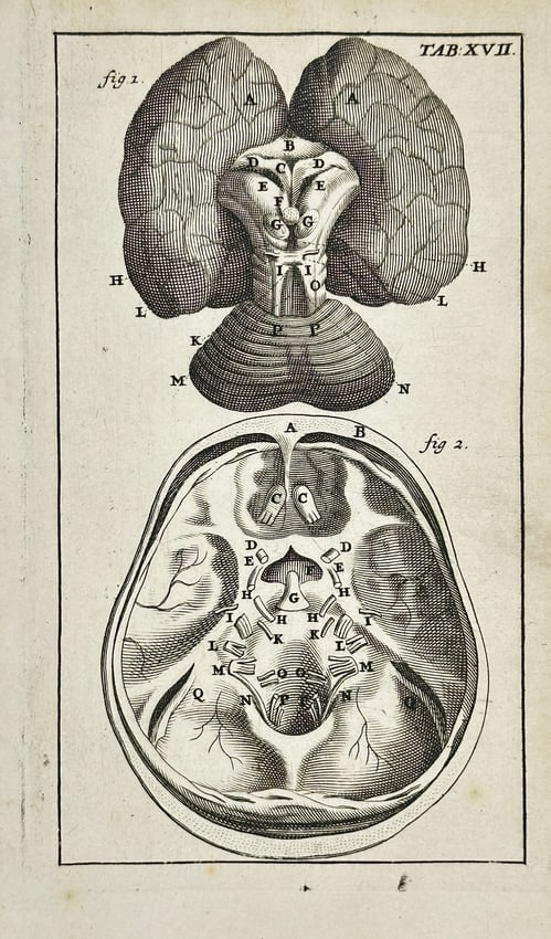 Steven Blankaart – Anatomical Illustration of the Human Brain from Anatomia Reformata: This detailed 17th-century copperplate engraving depicts a precise anatomical study of the human brain, clearly illustrating its structure and internal features. Created by Steven Blankaart, the image