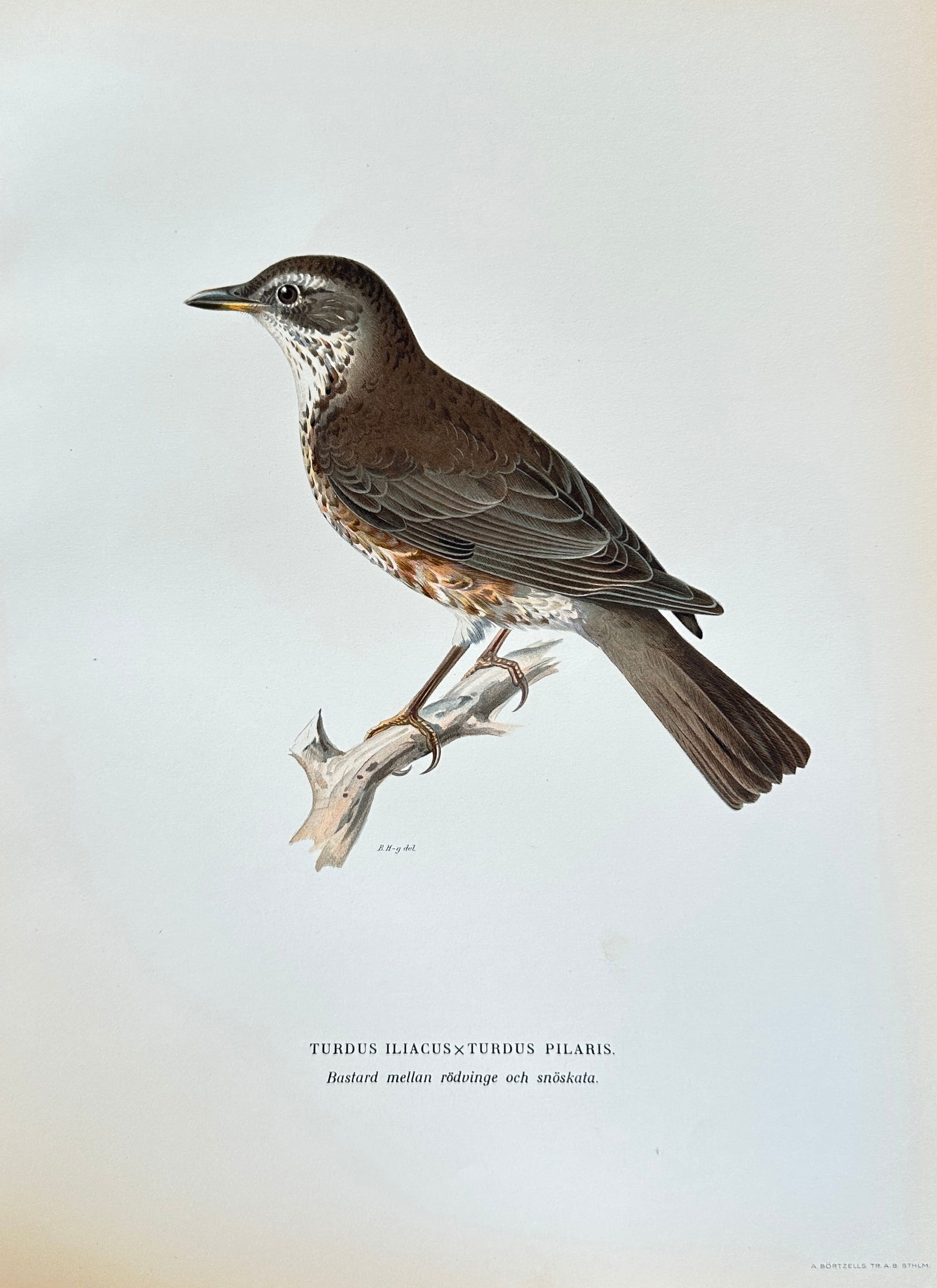 Wilhelm von Wright (1810–1887) – Redwing x Fieldfare Hybrid (Thrush species) – Hand-colored (1 of 3)