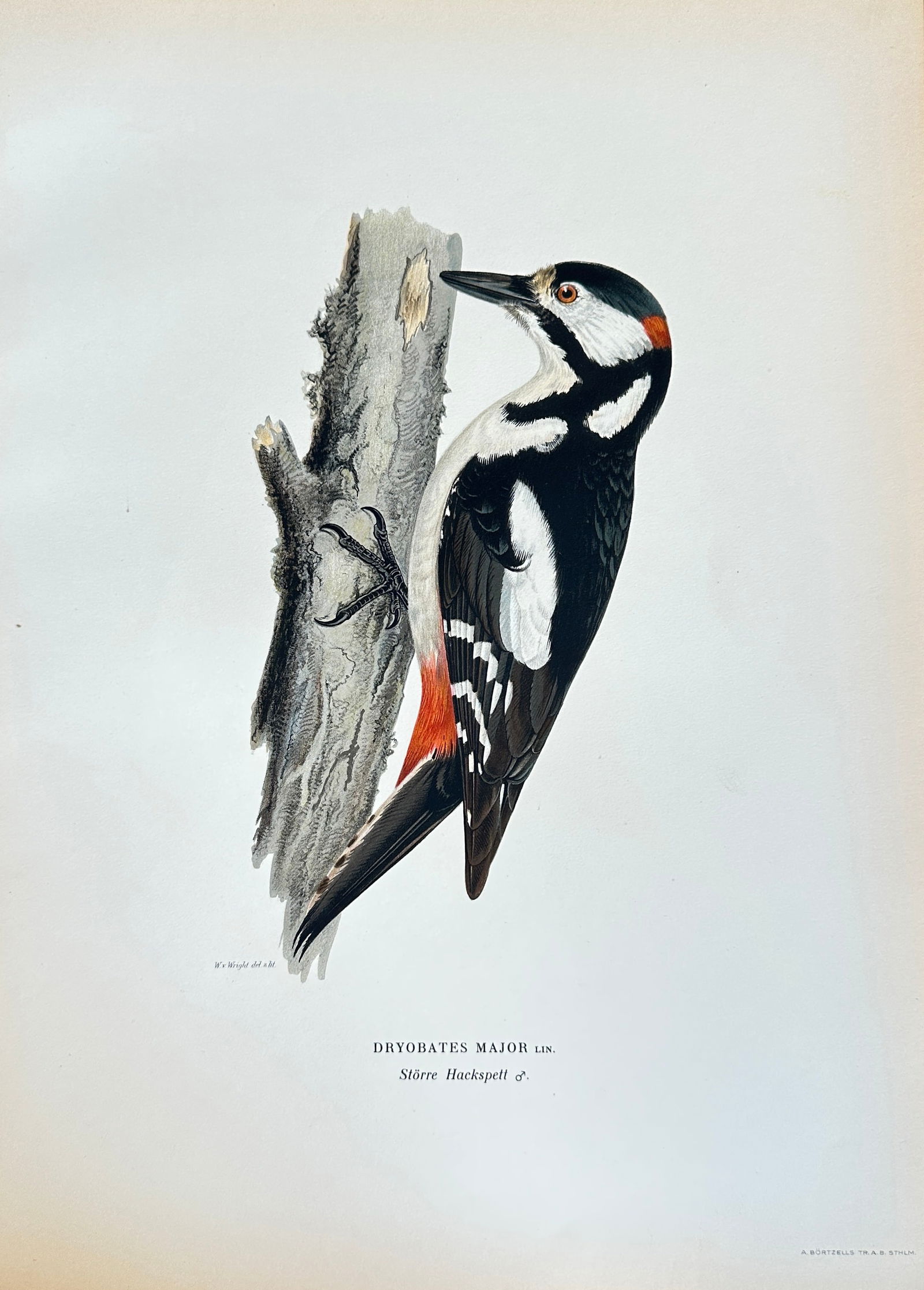Wilhelm von Wright (1810–1887) – Great Spotted Woodpecker – Hand-colored Lithograph (c. (1 of 3)