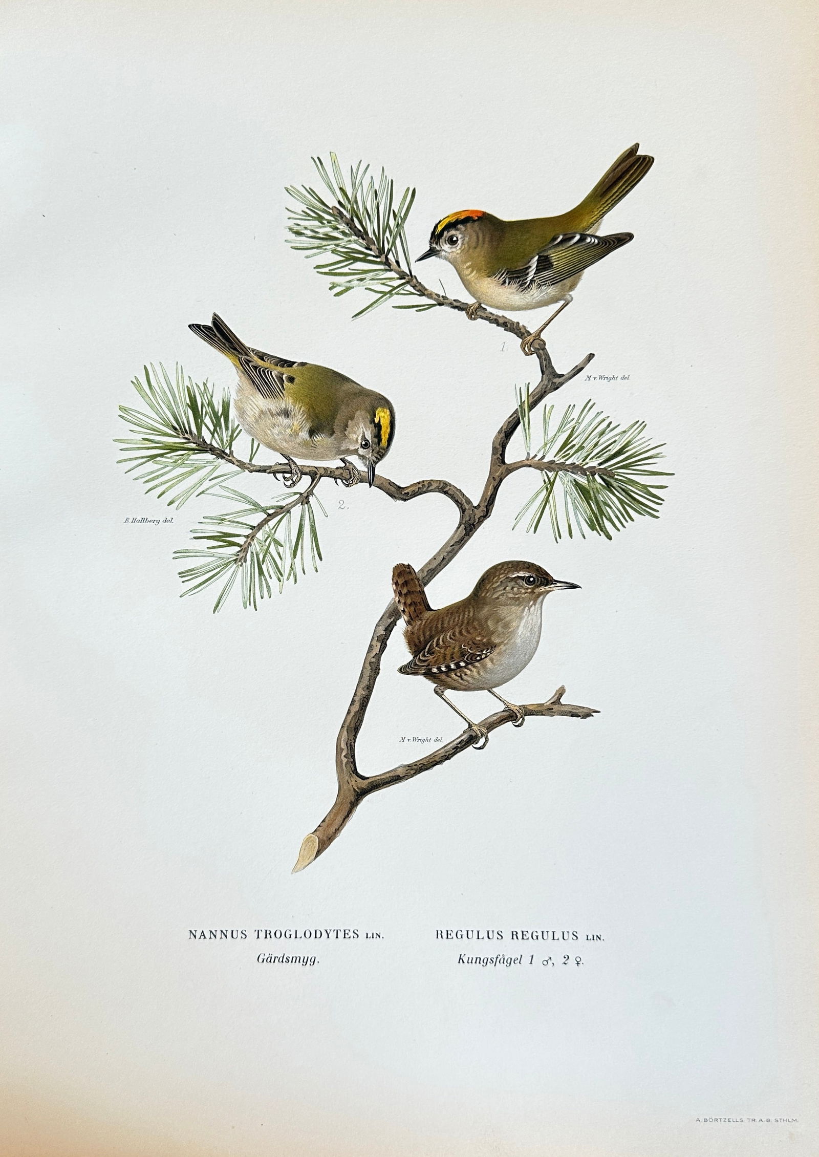 Wilhelm von Wright – Goldcrests and Eurasian Wren – Hand-colored Lithograph (c. 1850-1880) (1 of 3)