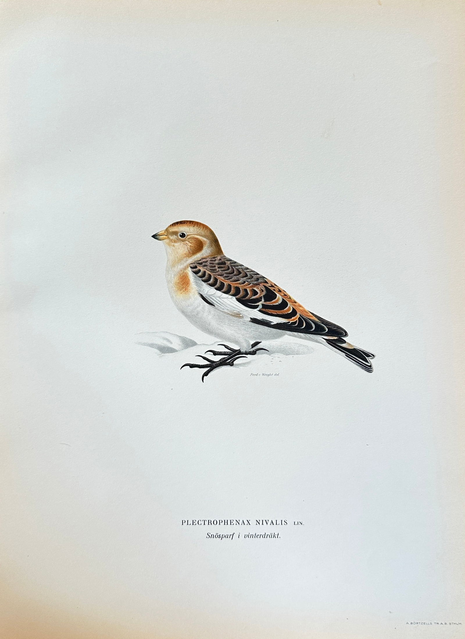 Magnus von Wright – Snow Bunting (in Winter Plumage) – Hand-colored Lithograph (c. 1850-1880) (1 of 3)