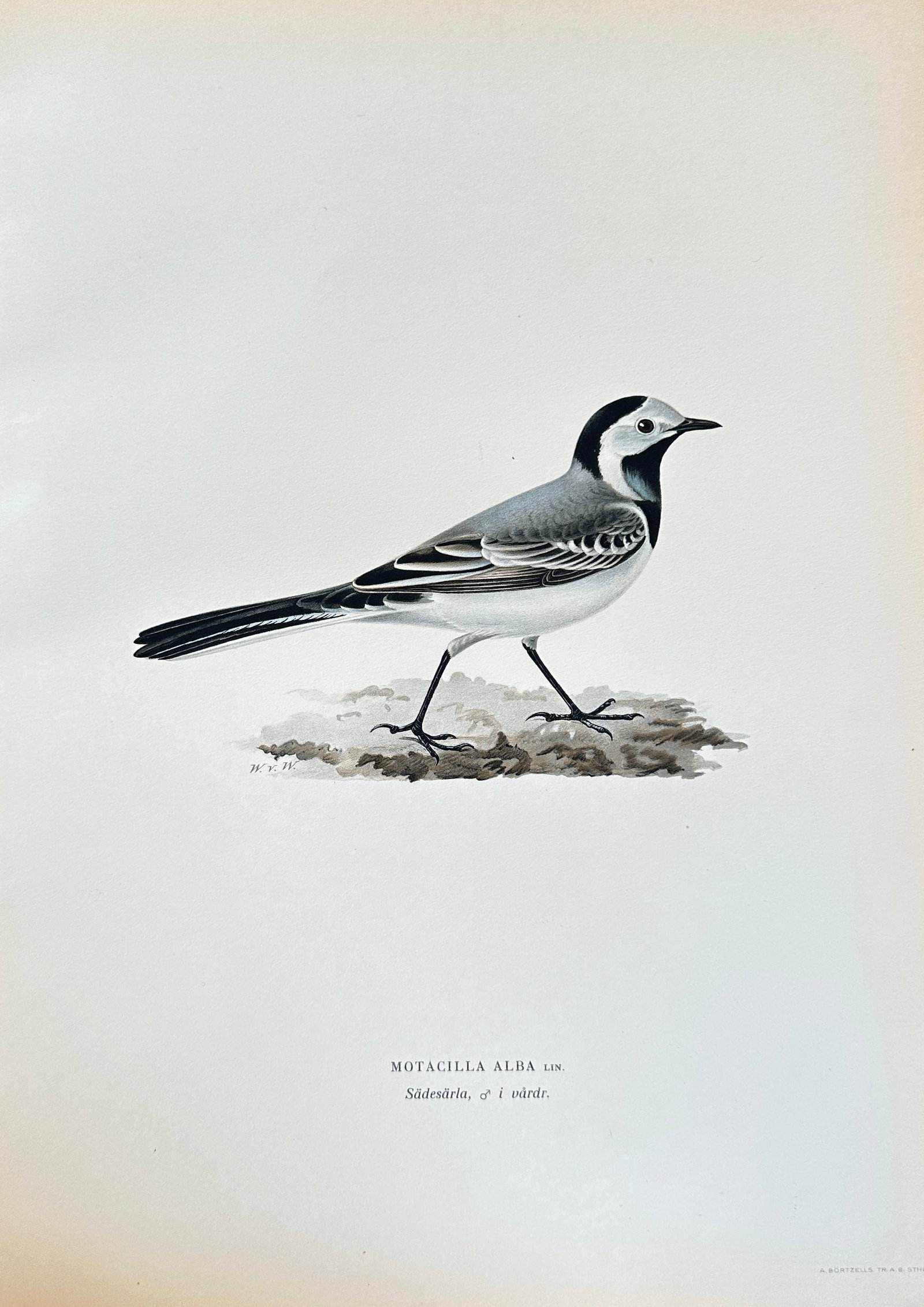 Wilhelm von Wright – Pied Wagtail (Male in Winter Plumage) – Hand-colored Lithograph (1 of 3)