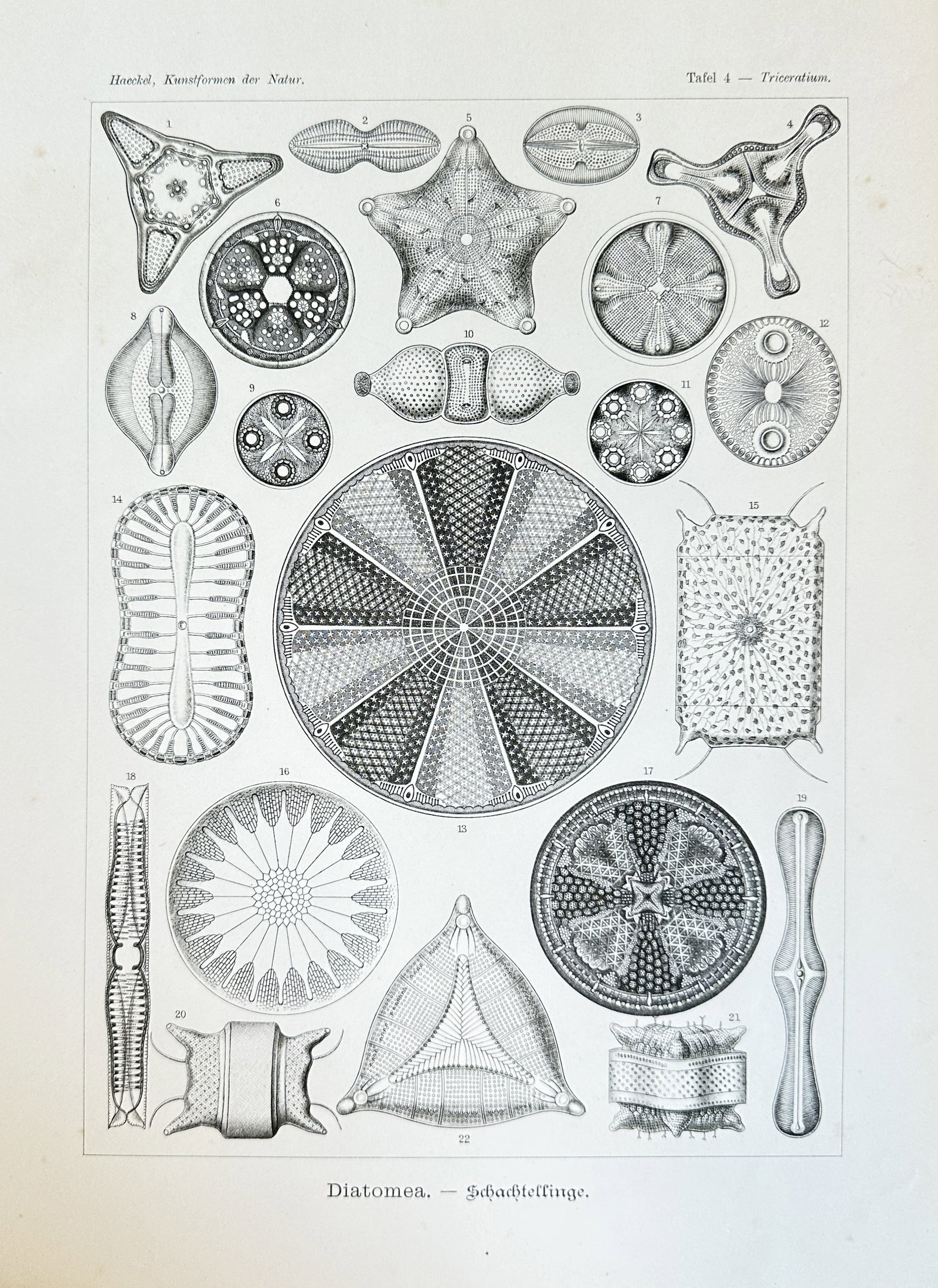 Ernst Haeckel (1834–1919) – Diatomea (Diatoms) – Engraving (1904): This detailed engraving, titled "Diatomea," features an intricate arrangement of various diatom species, showcasing their geometric shapes and delicate structures. The print displays numerous individu