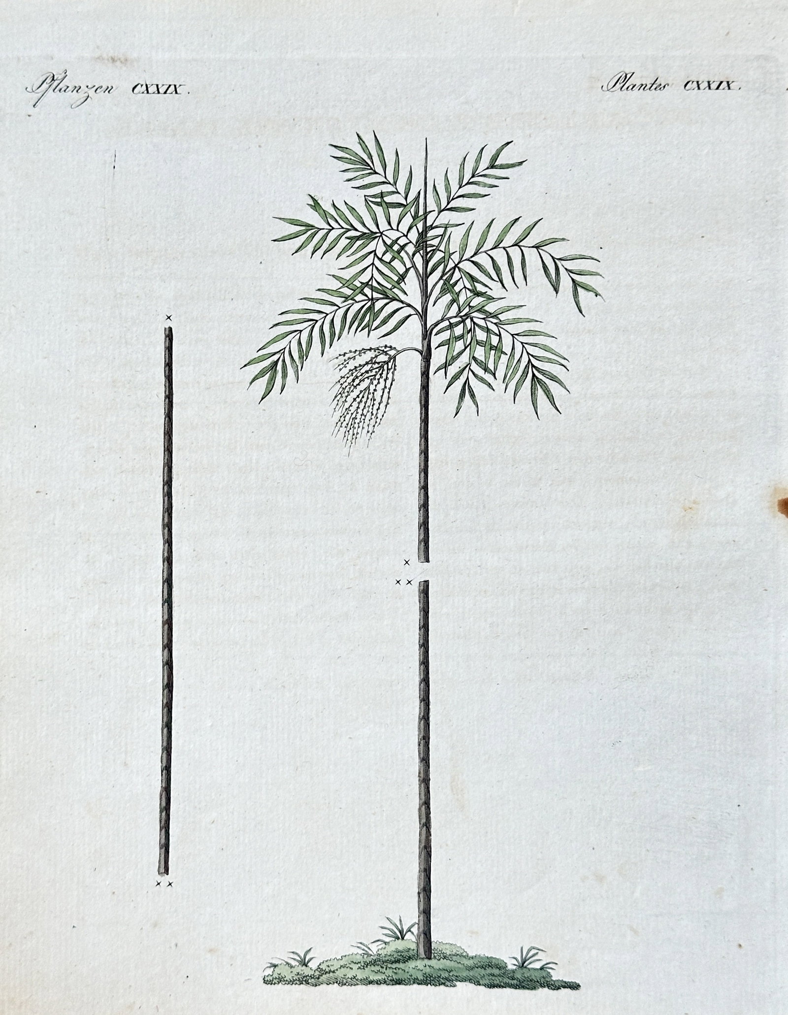 François-André Michaux (1770–1855) – Palm Tree Species, Plate CXXIX – Hand-colored Engraving (1 of 3)