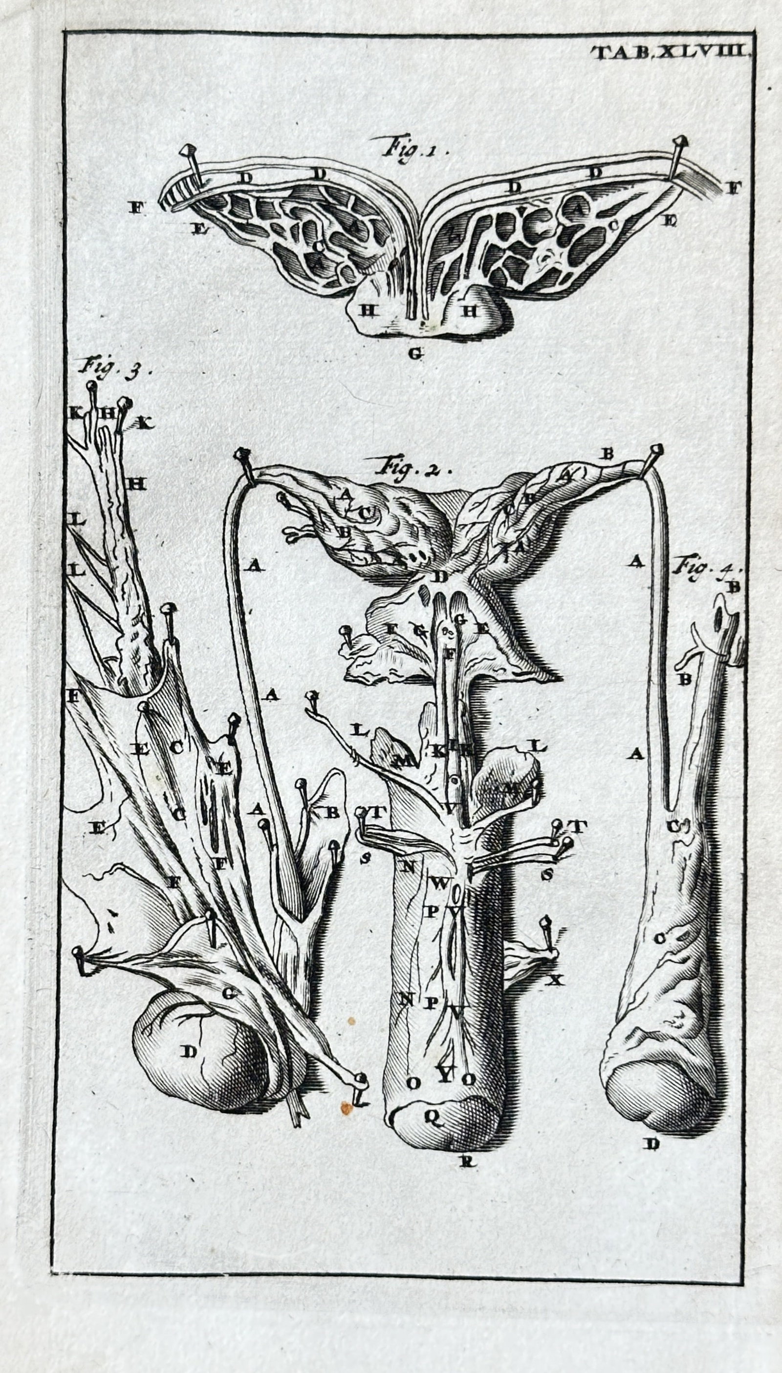 Steven Blankaart (1650–1702) – Anatomical Study, Plate XLVIII – Engraving (circa 1686): This engraving, labeled "TAB.XLVIII," presents a detailed anatomical study, likely focusing on the vascular or nervous systems of a particular organ or body part, related to male reproductive anatomy 
