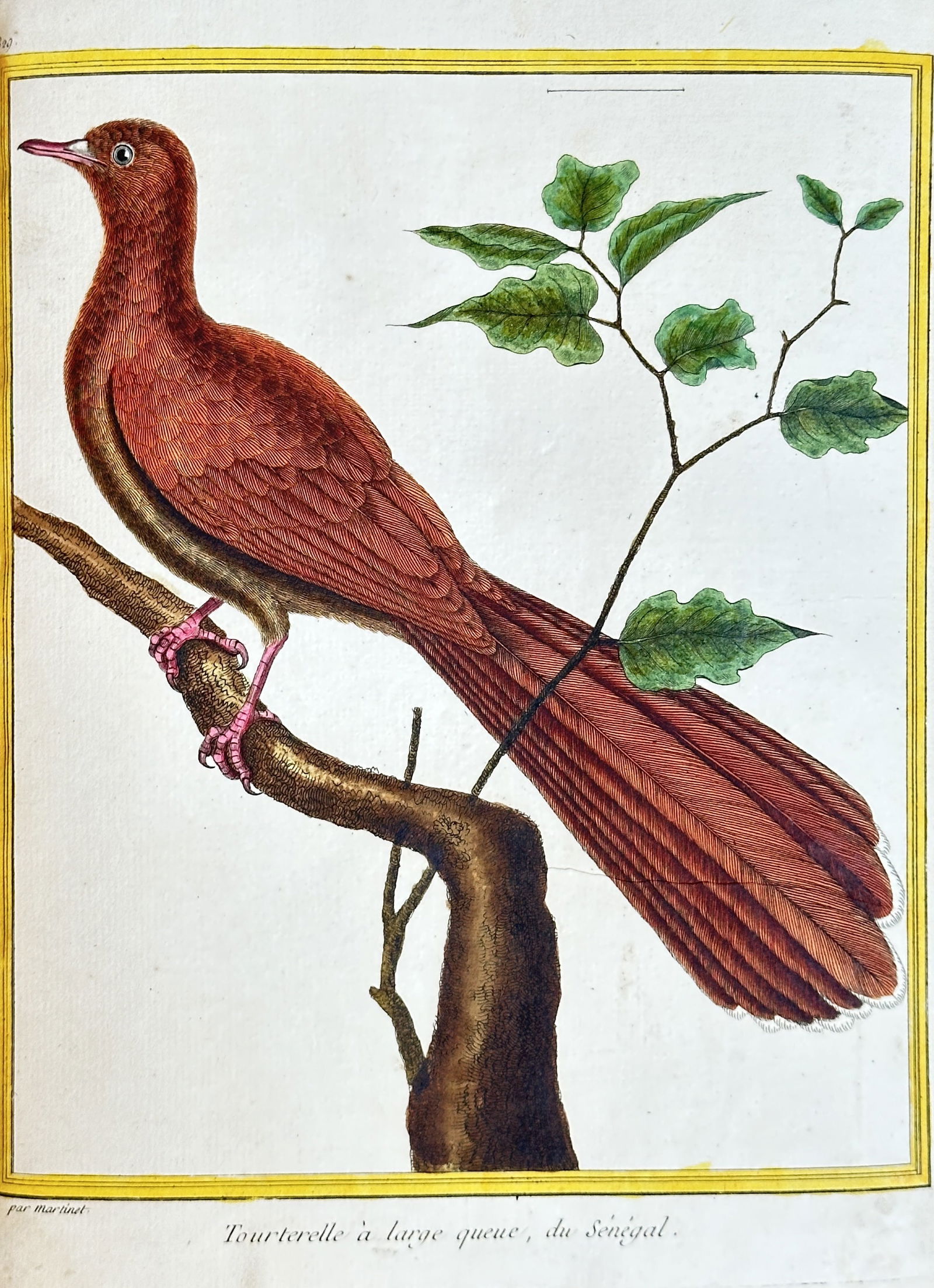 François-Nicolas Martinet (1731–1800) – Long-tailed Dove from Senegal – Hand-colored (1 of 3)