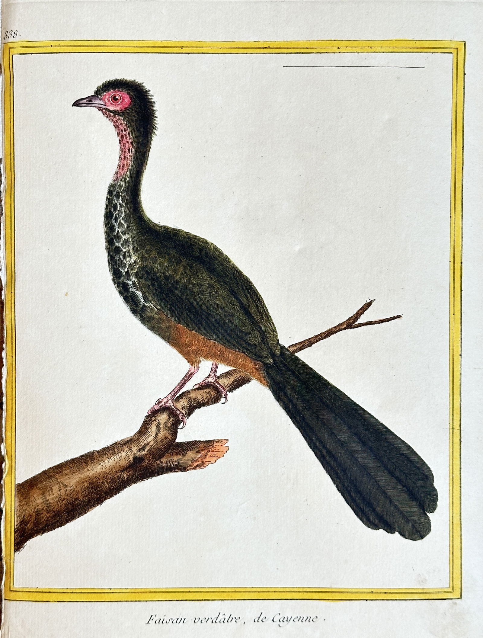 François-Nicolas Martinet (1731–1800) – Green Guan from Cayenne – Hand-colored Engraving (1 of 3)