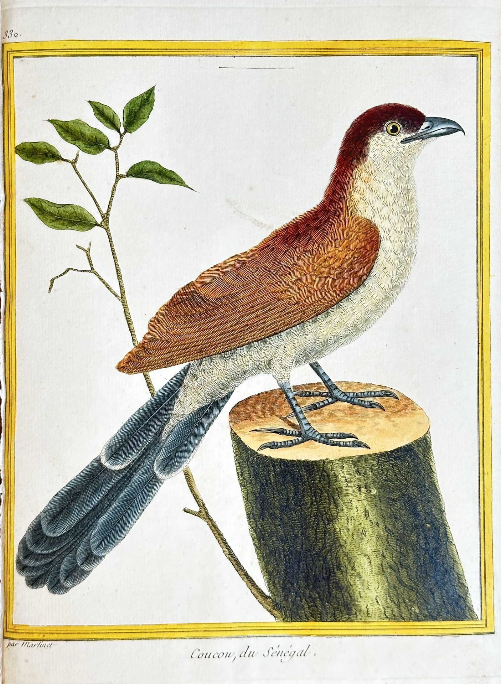 François-Nicolas Martinet – Senegal Coucal – Hand-colored Engraving (circa 1765-1783) (1 of 3)