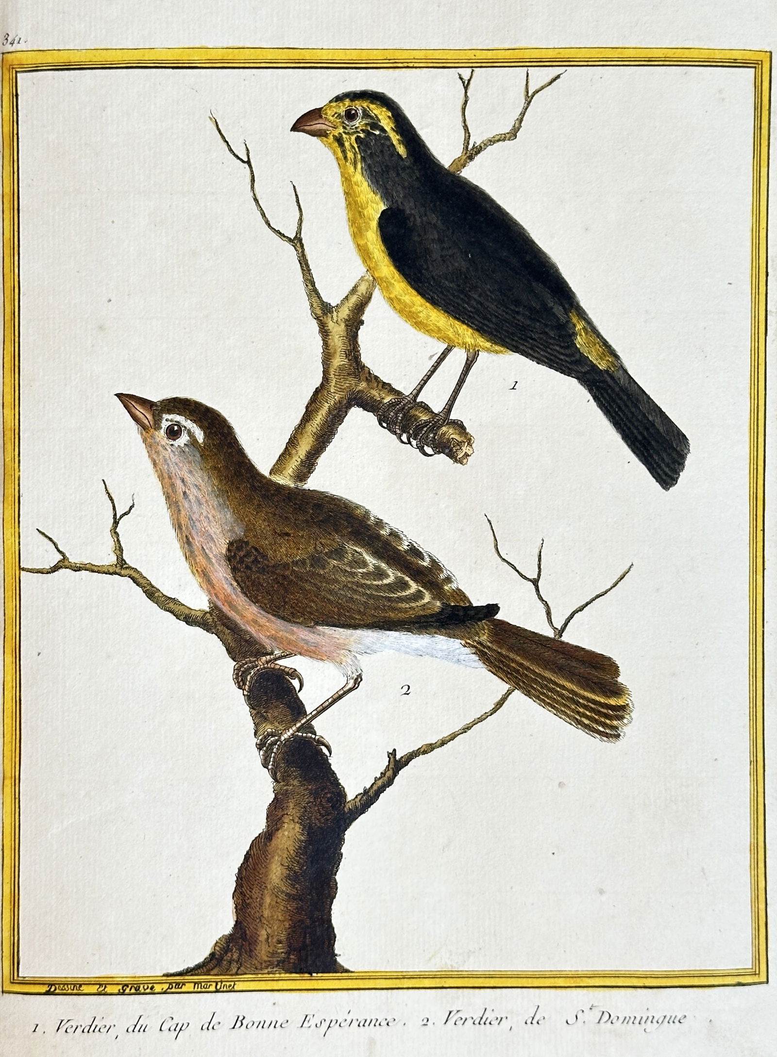 François-Nicolas Martinet – Cape Wagtail and St. Dominique Canary – Hand-colored Engraving (1 of 3)
