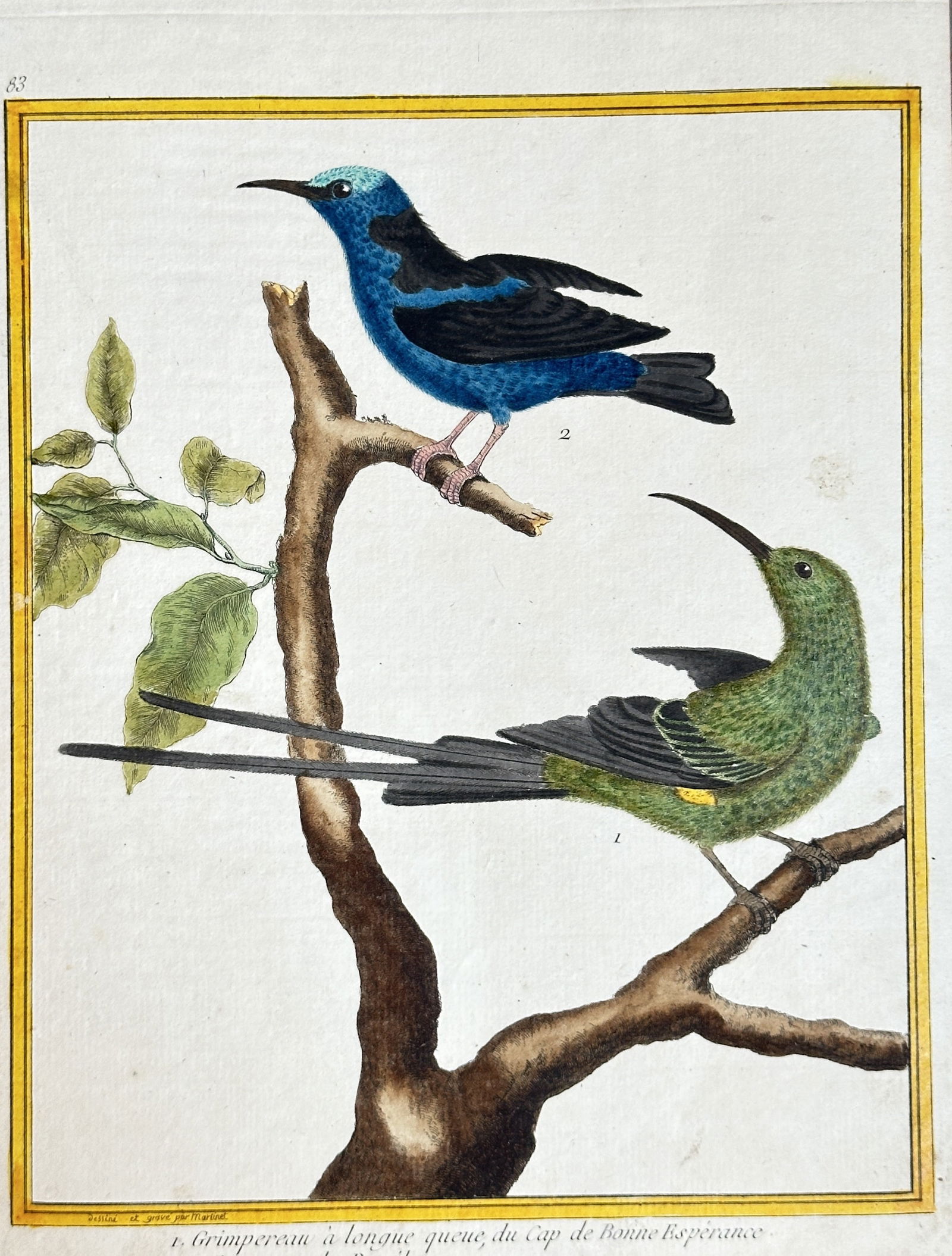 François-Nicolas Martinet – Cape of Good Hope Sugarbird and Brazilian Sugarbird (1 of 3)