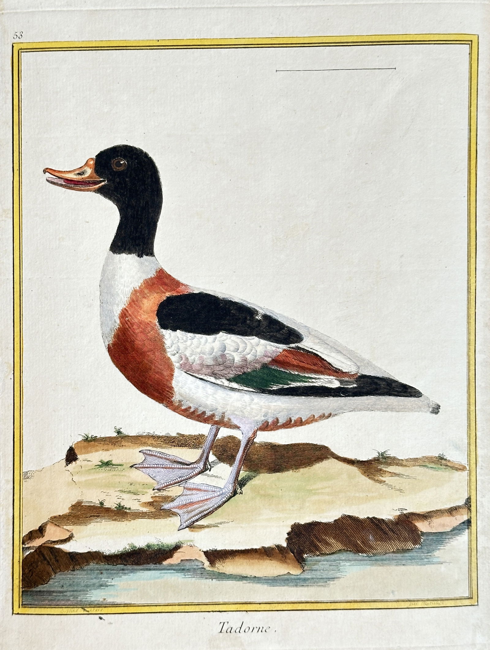 François-Nicolas Martinet – Common Shelduck – Hand-colored Engraving (circa 1765-1783) (1 of 3)