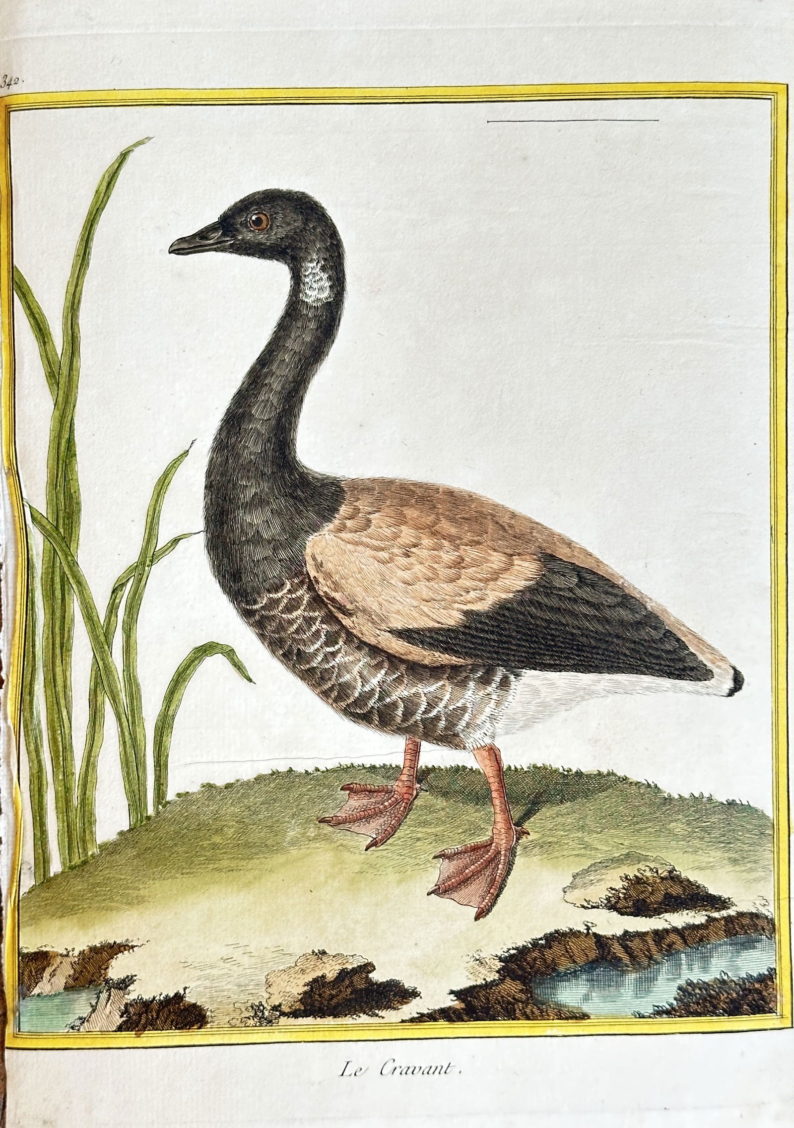 François-Nicolas Martinet – Brent Goose – Hand-colored Engraving (circa 1765-1783) (1 of 3)