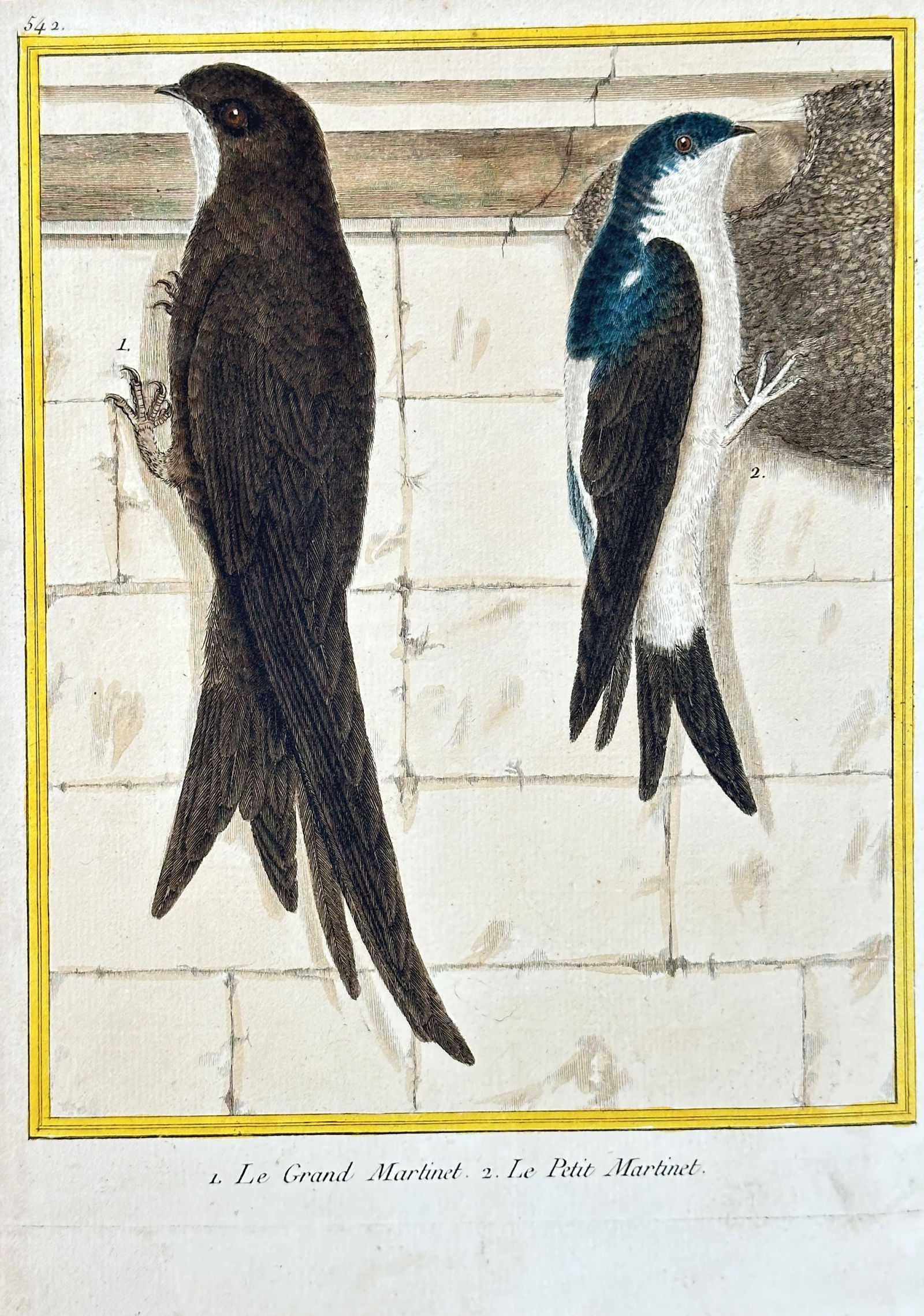 François-Nicolas Martinet – Common Swift and House Martin – Hand-colored Engraving (circa (1 of 3)