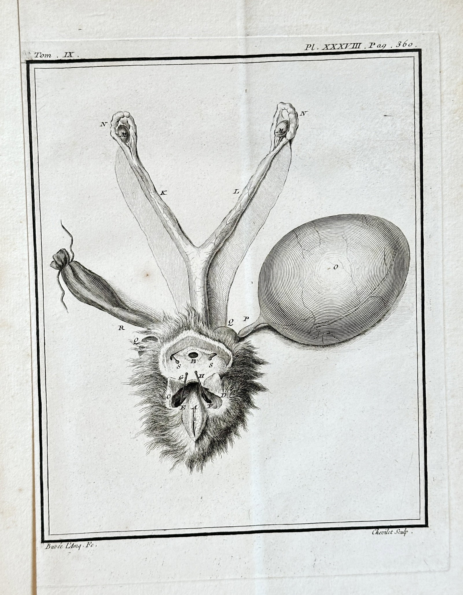 Georges-Louis Leclerc, Comte de Buffon – Anatomical Study of a Bat, Plate XXXIII – Engraving: This detailed engraving presents an anatomical study of a bat, labeled "Pl. XXXIII." The print depicts a bat from a ventral view, with its wings spread upwards and its body connected to a prominent, l