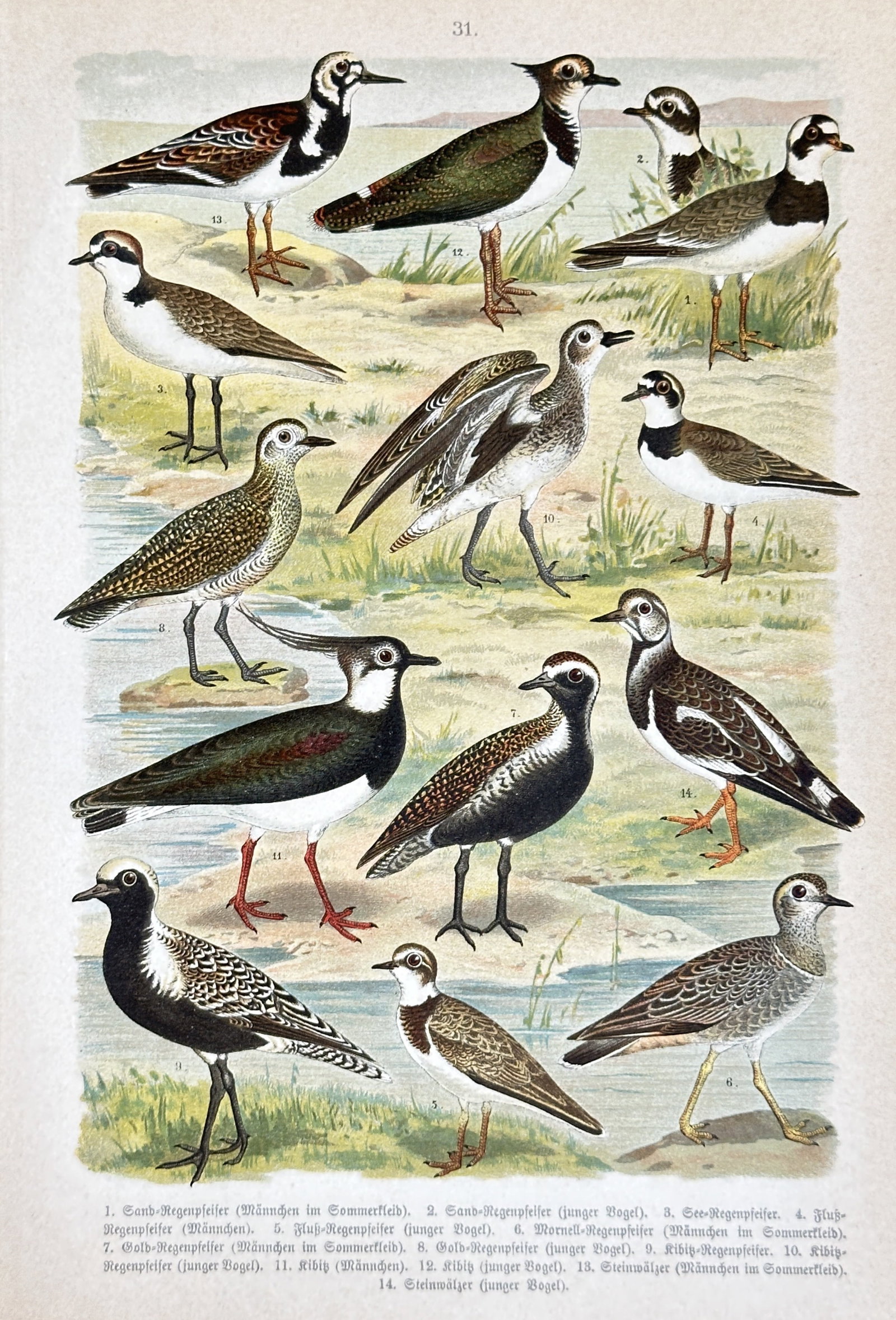 Friedrich Specht (1839–1909) – Various Wading Birds and Plovers – Chromolithograph: This vibrant chromolithograph presents a detailed study of various wading birds and plovers, characteristic of European avifauna. The print features numerous individual birds, meticulously arranged to
