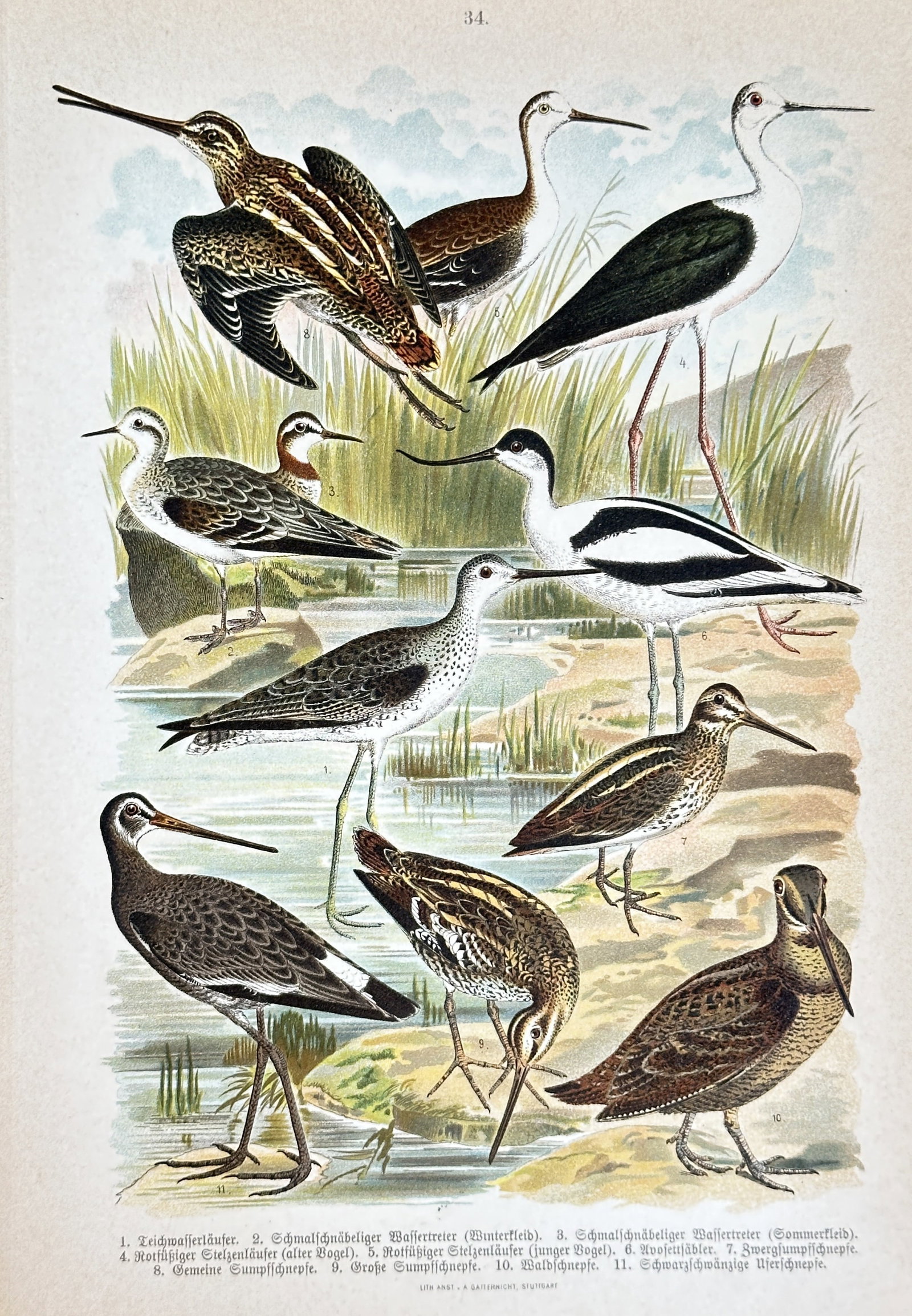 Friedrich Specht (1839–1909) – Various Wading Birds: Snipes, Stilts, Avocets, and Sandpipers: This vibrant chromolithograph presents a detailed study of various wading birds, meticulously arranged in a watery, marsh-like environment. The print features numerous individual birds, including diff