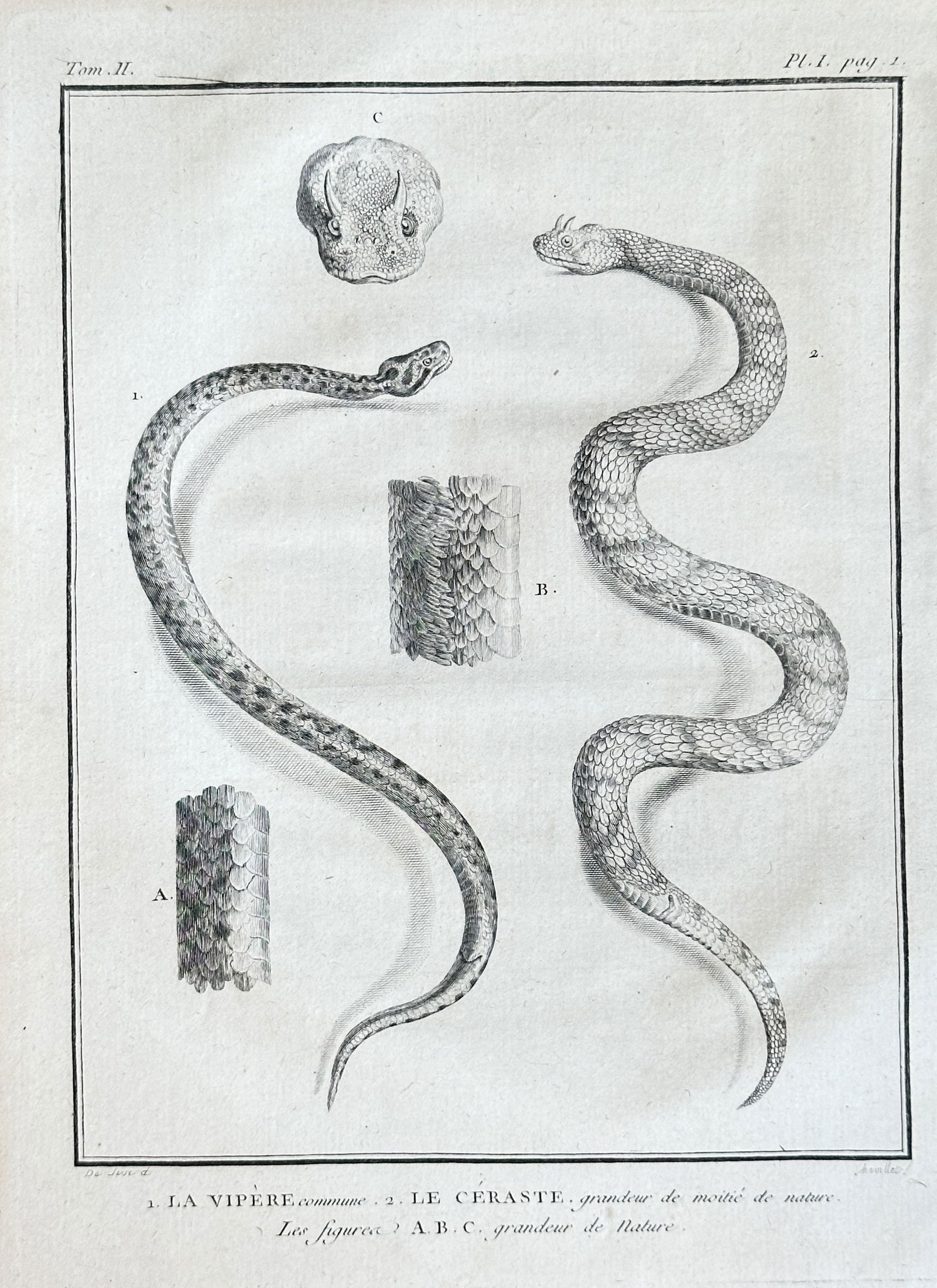 Georges-Louis Leclerc, Comte de Buffon – Common Viper and Horned Viper, Plate I – Engraving (1 of 3)