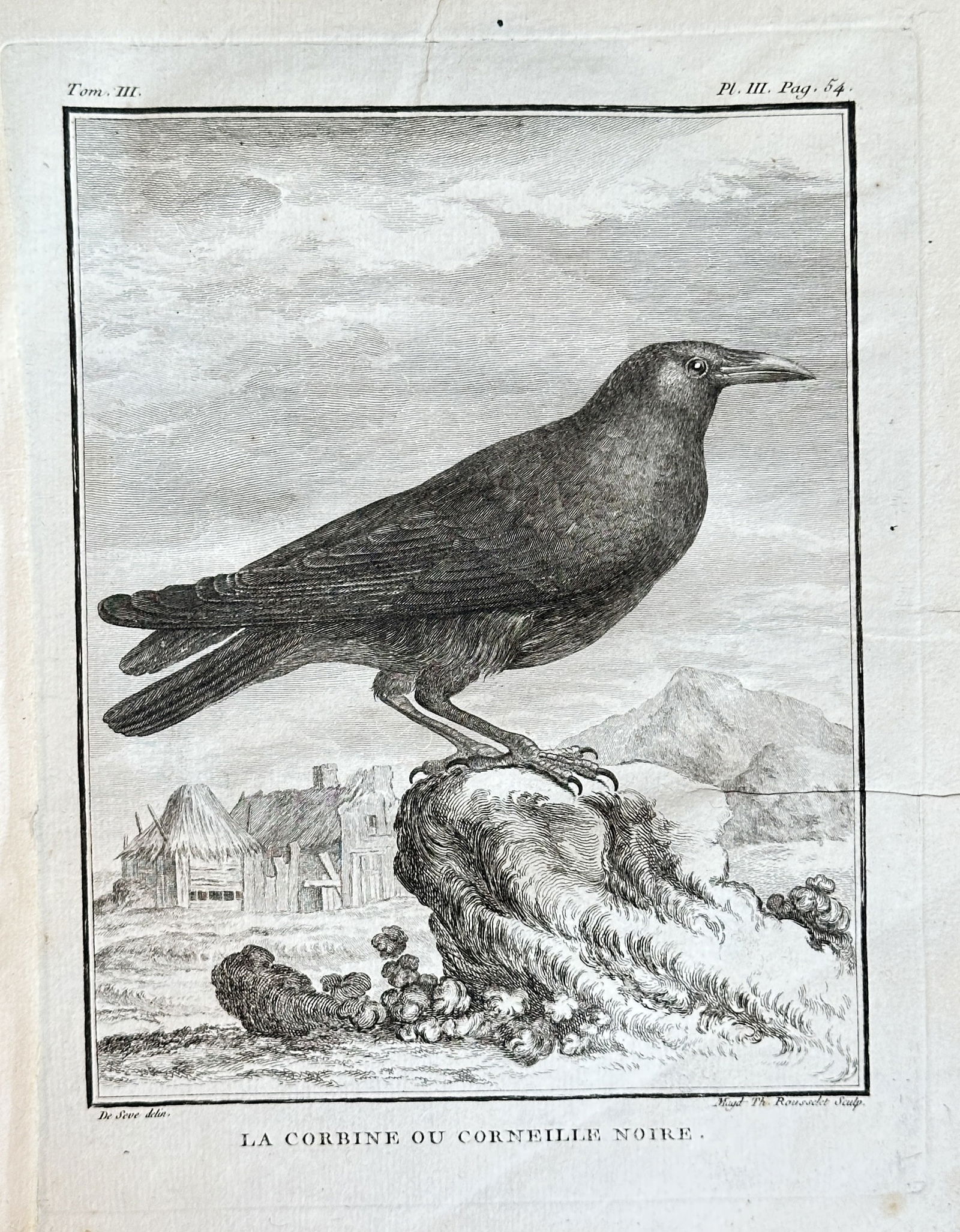 Georges-Louis Leclerc, Comte de Buffon – La Corbins ou Corneille Noire (The Carrion Crow): This detailed engraving illustrates "LA CORBINE OU CORNEILLE NOIRE" (The Carrion Crow, Corvus corone). The print depicts the crow in profile, perched on a rough, possibly rocky mound, with a naturalis