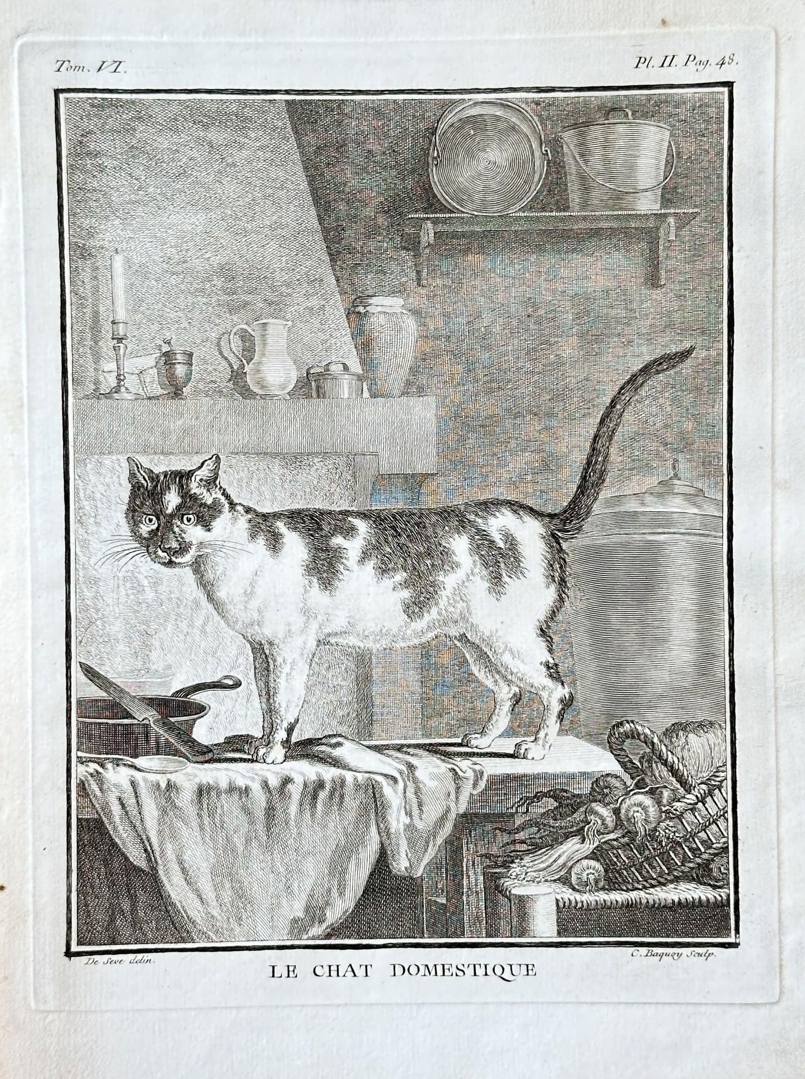 Georges-Louis Leclerc, Comte de Buffon – Le Chat Domestique (The Domestic Cat), Plate II (1 of 3)