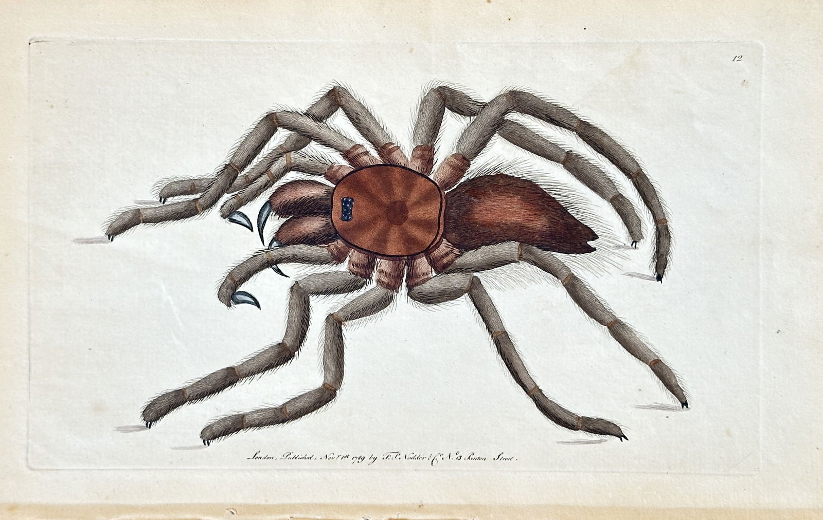 Frederick Polydore Nodder – Goliath Birdeater Tarantula (Mygale Goliath) – Hand-colored (1 of 3)