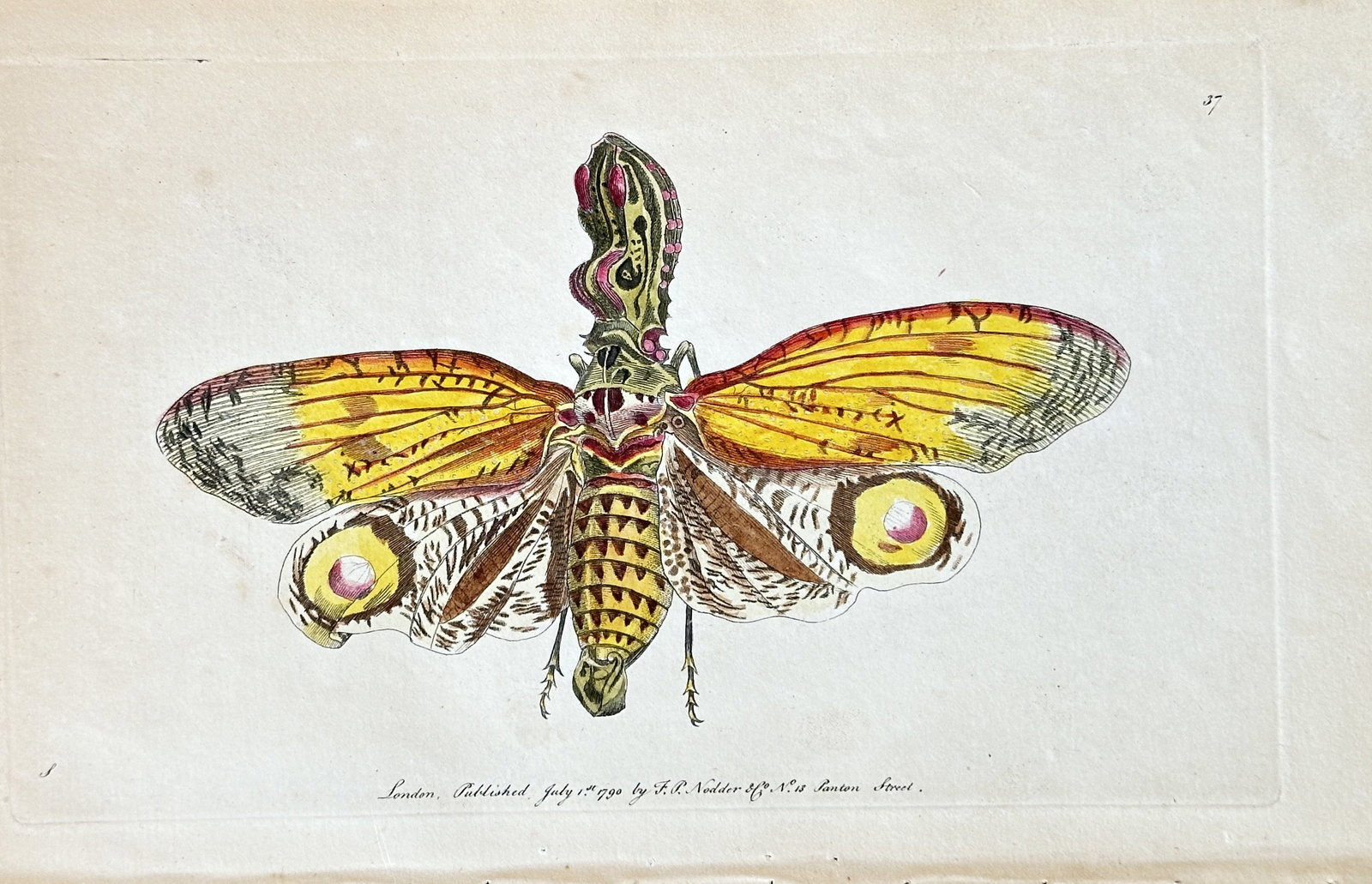 Frederick Polydore Nodder (fl. 1786–1831) – Fulgora Laternaria (Peanut-Head Bug or Lanternfly) (1 of 3)