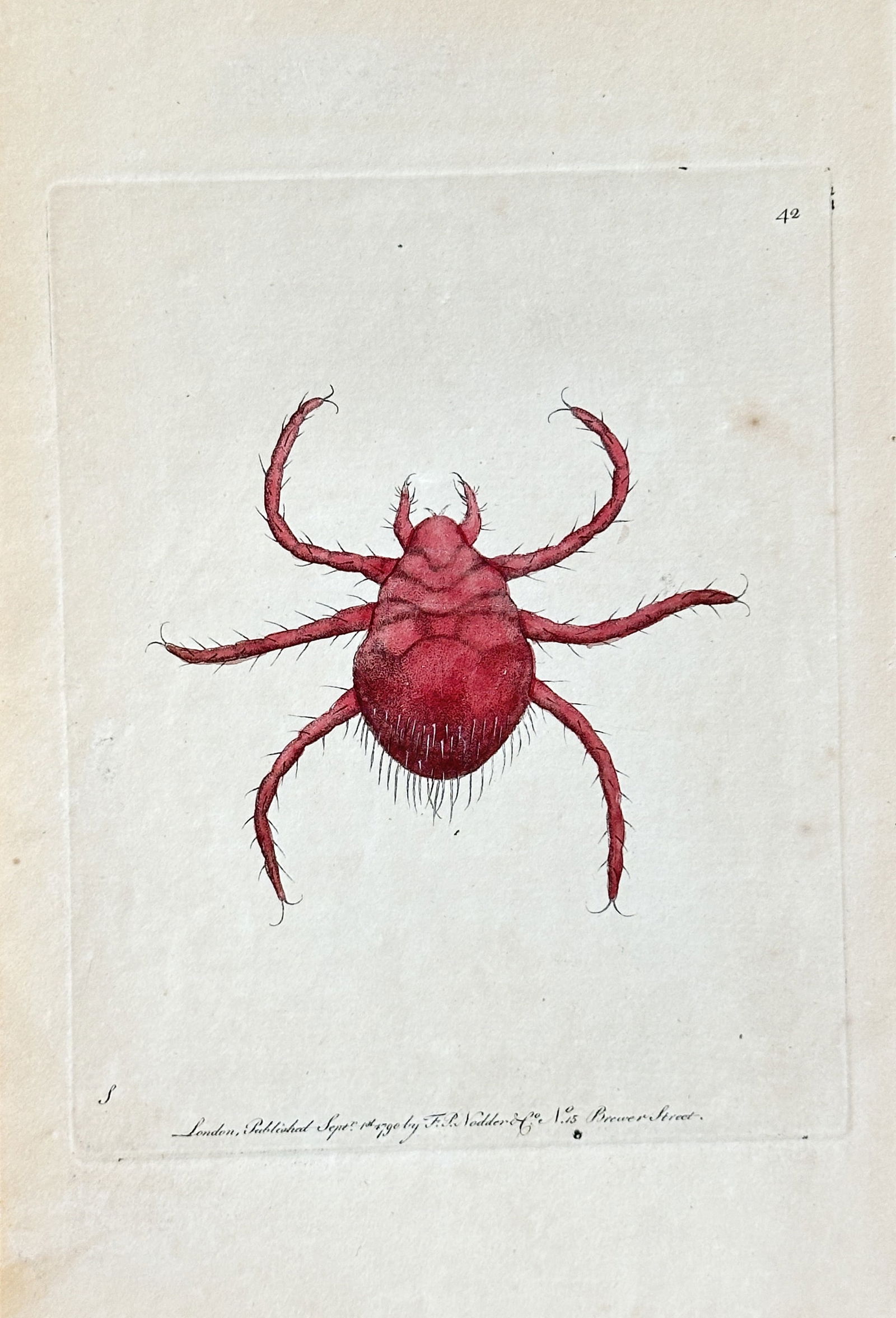 Frederick Polydore Nodder (fl. 1786–1831) – Red Mite or Tick Species – Hand-colored Engraving (1 of 3)