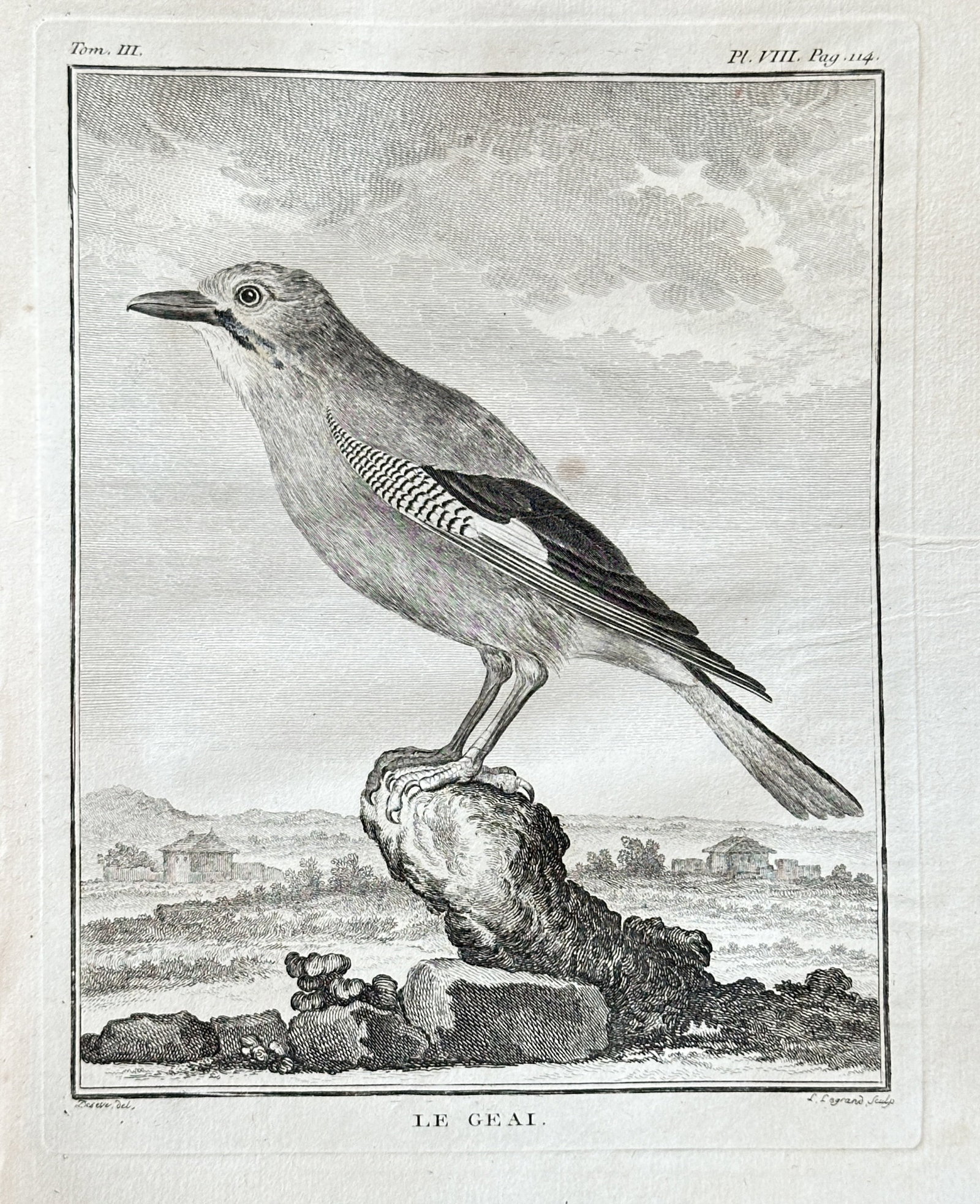 Georges-Louis Leclerc, Comte de Buffon  – Le Geai (The Eurasian Jay), Plate VIII – Engraving (1 of 3)